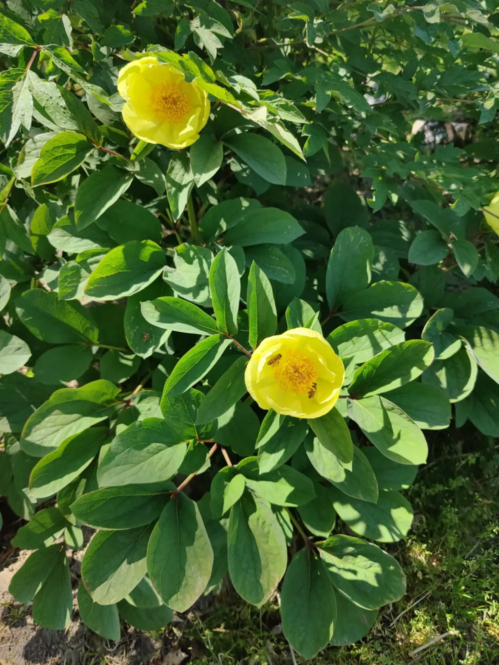 P. mlokosewitschii - Image 3