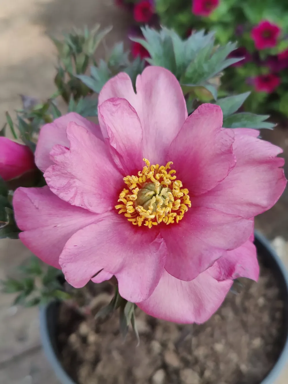 Pink Double Dandy - Image 4
