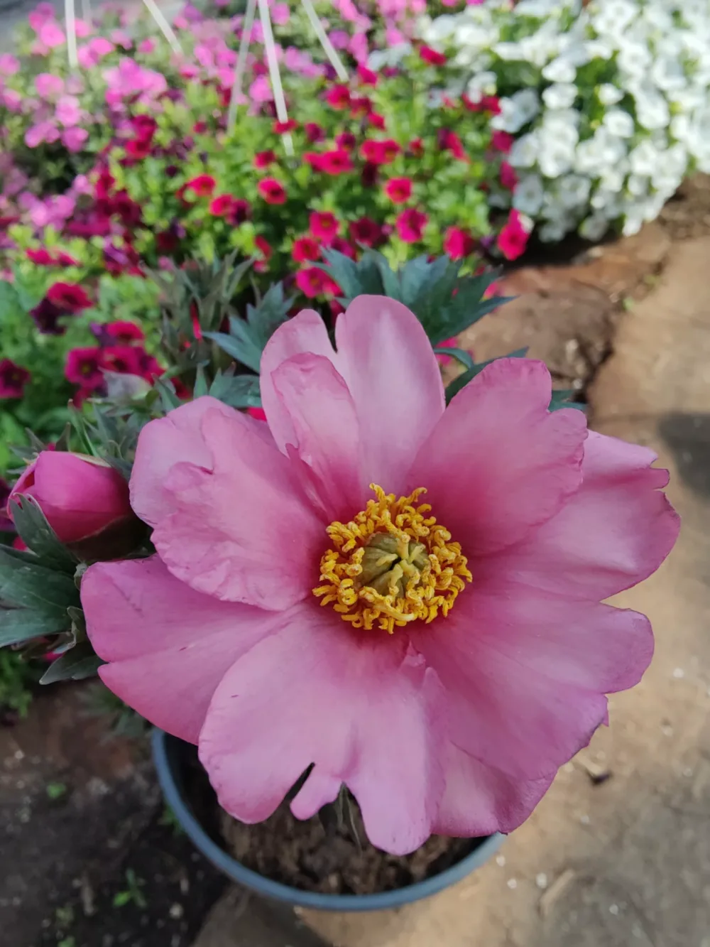 Pink Double Dandy - Image 2