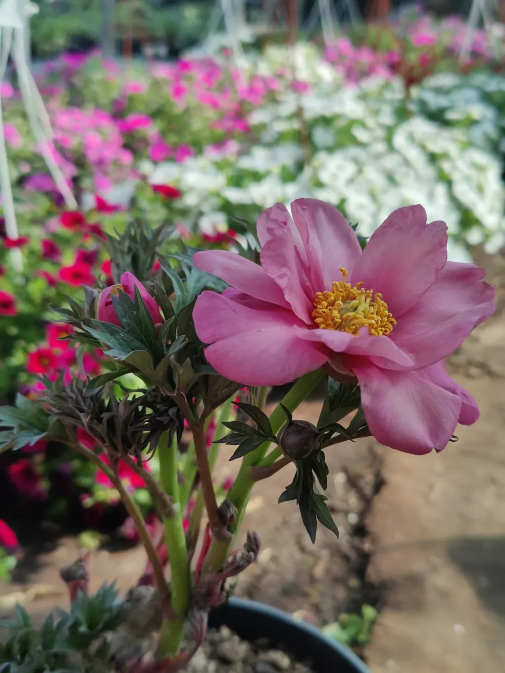 Pink Double Dandy - Image 3