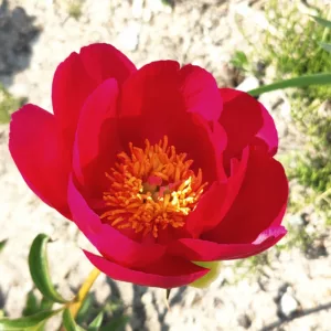 P. peregrina
