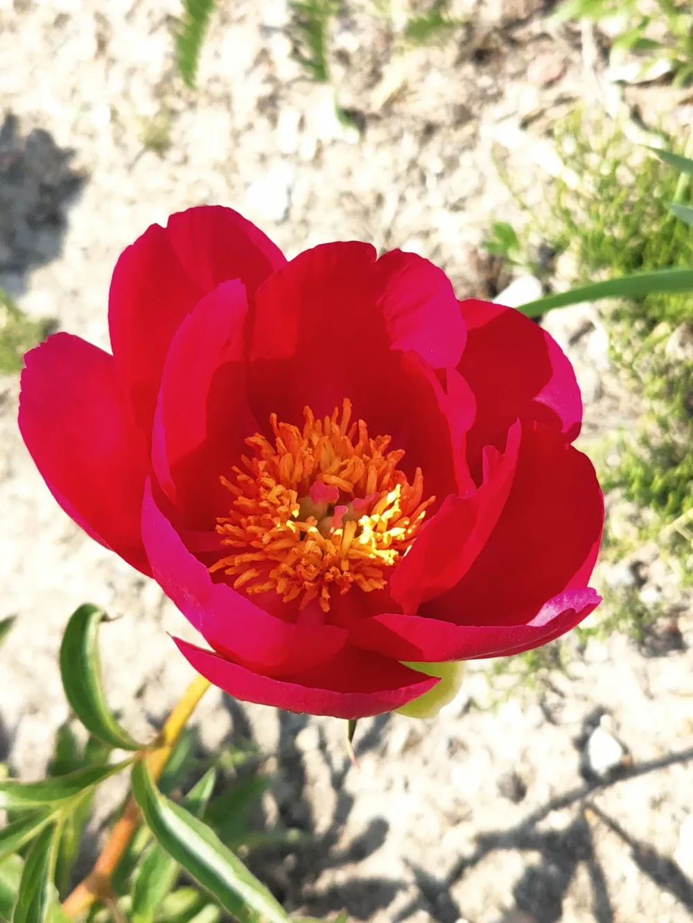 P. peregrina