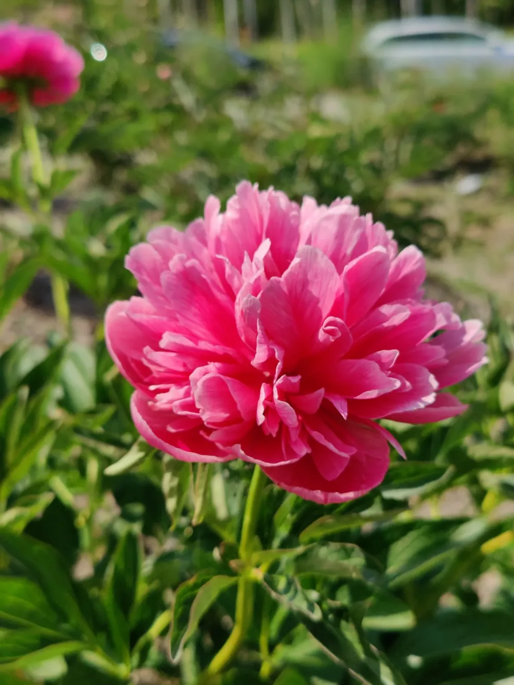 Rosea plena - Image 4