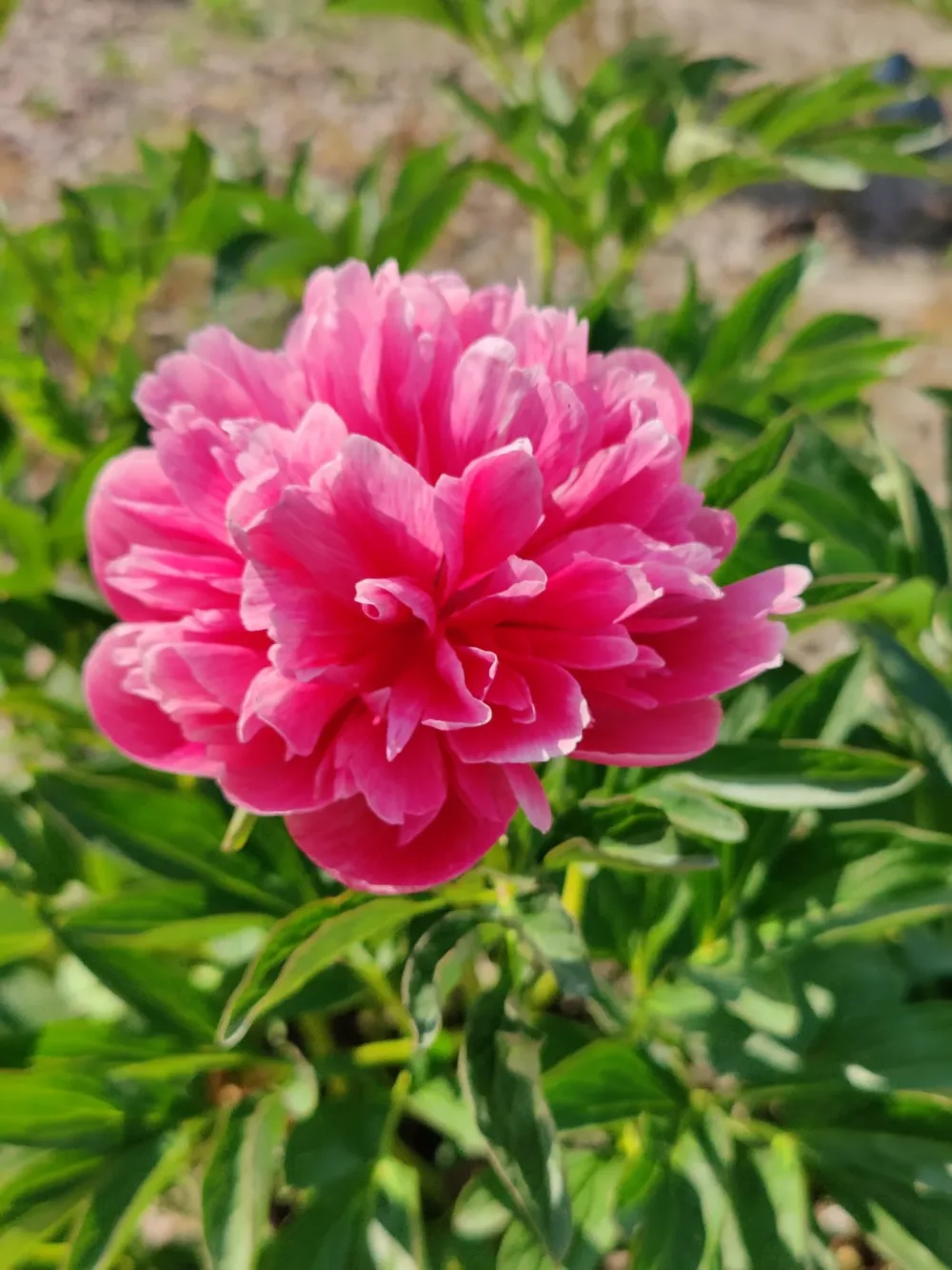 Rosea plena - Image 5