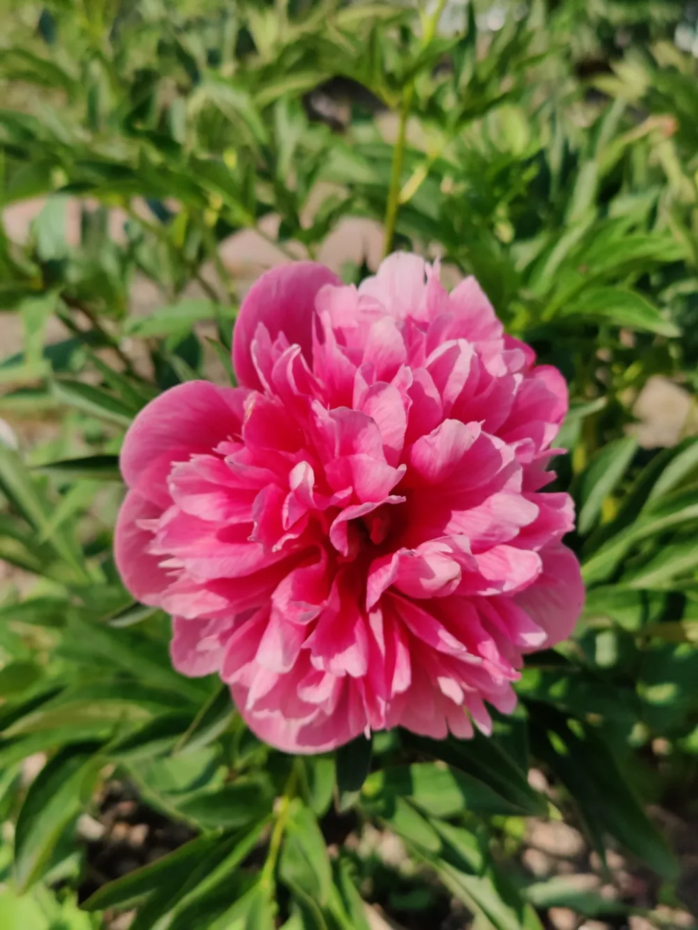 Rosea plena - Image 3