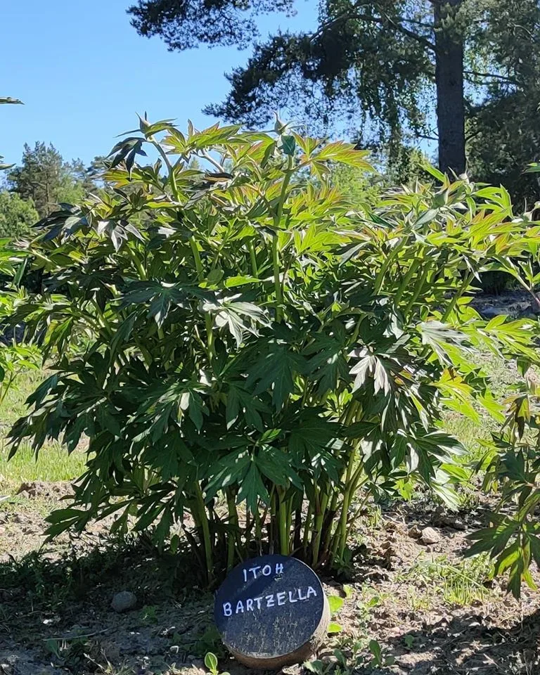 Bartzella - Image 11