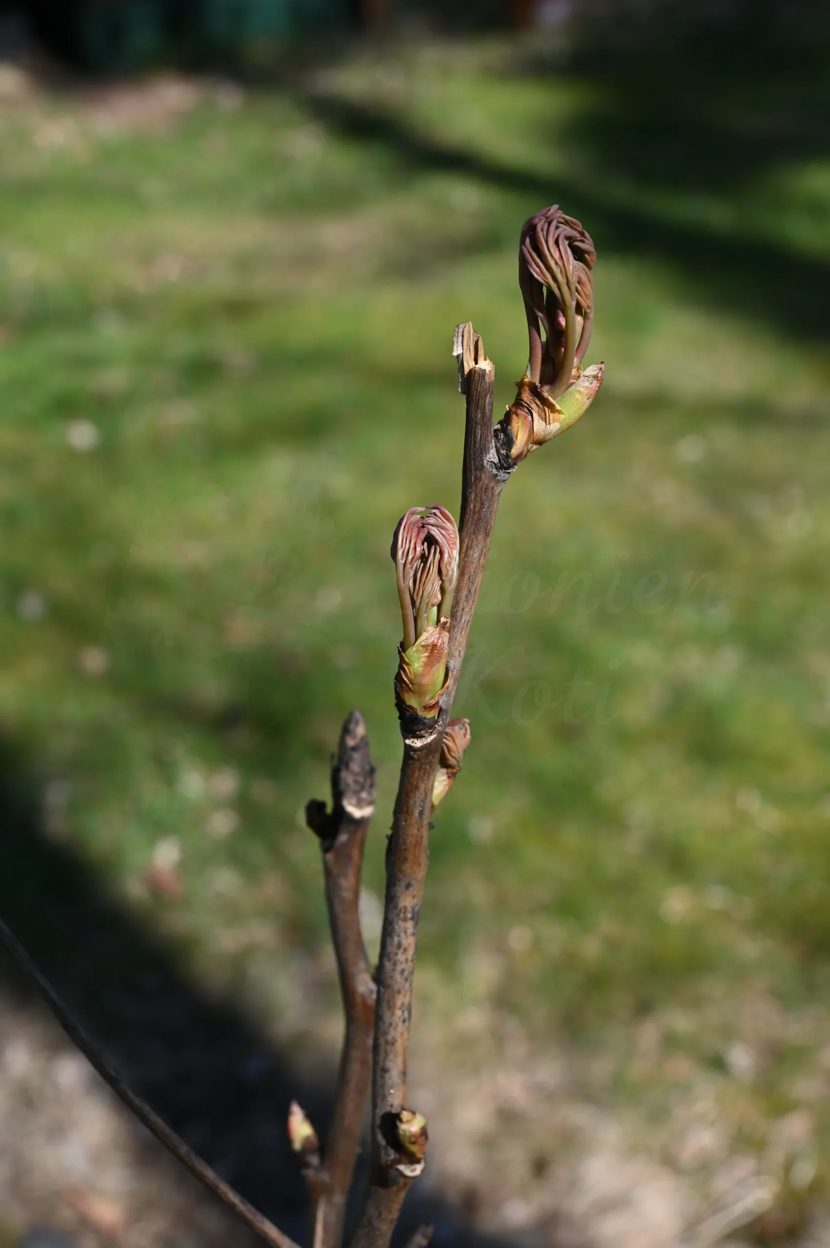 Souvenir de Lothar Parlasca - Image 15