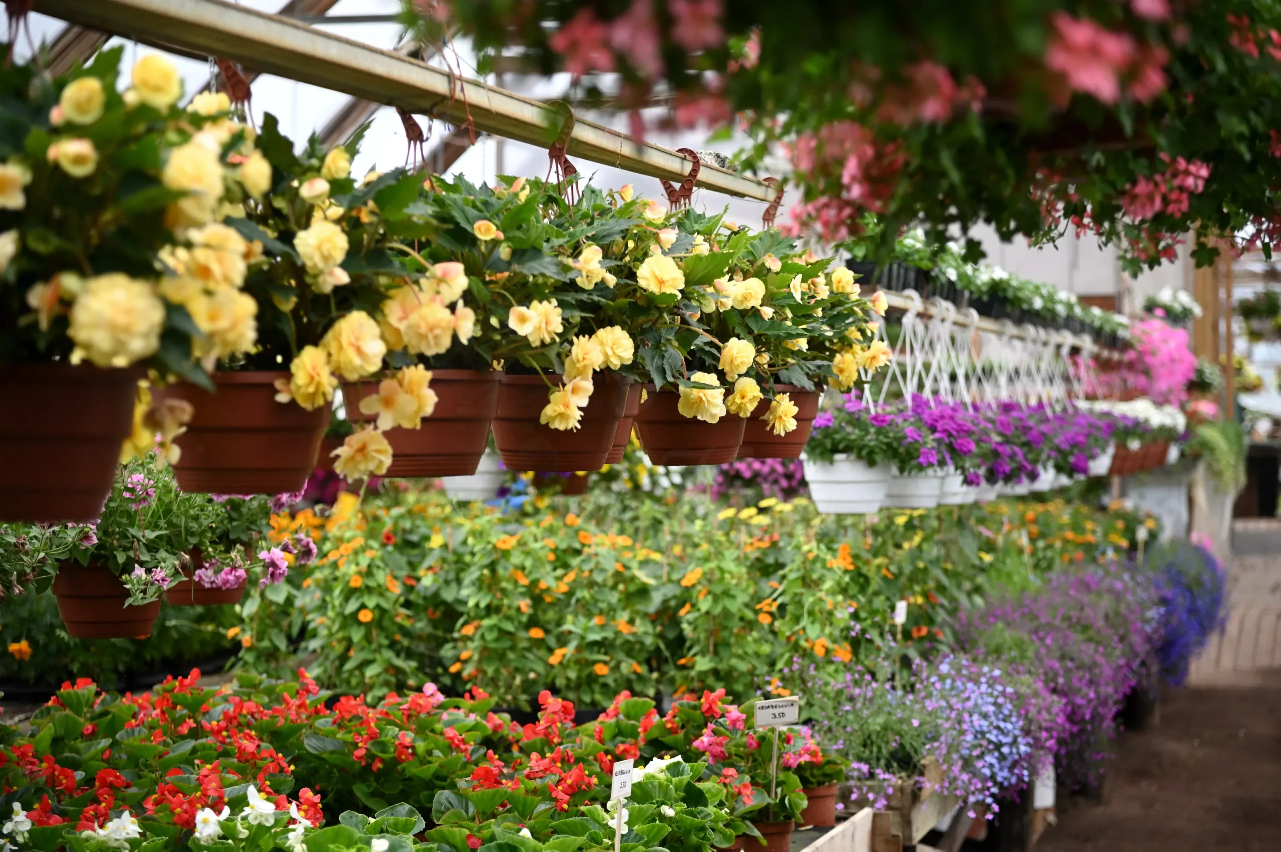 Lahjakortti Pionien Kotiin - Image 6