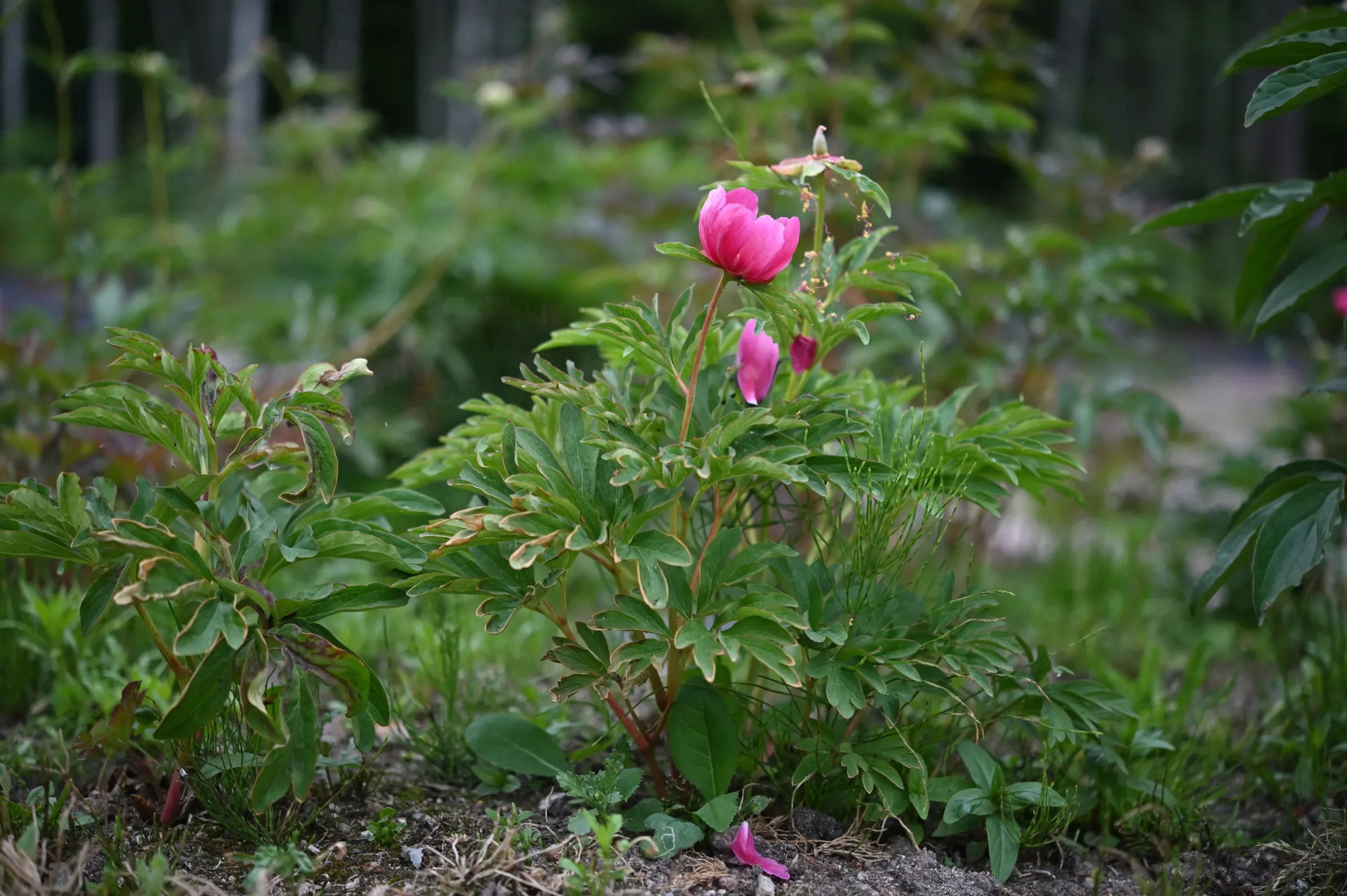 Baby Whisper - Image 5