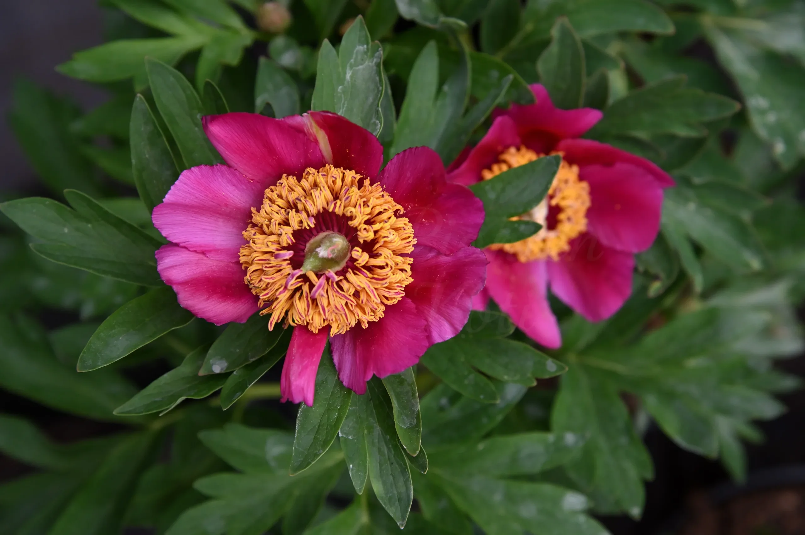 Baby Whisper - Image 2