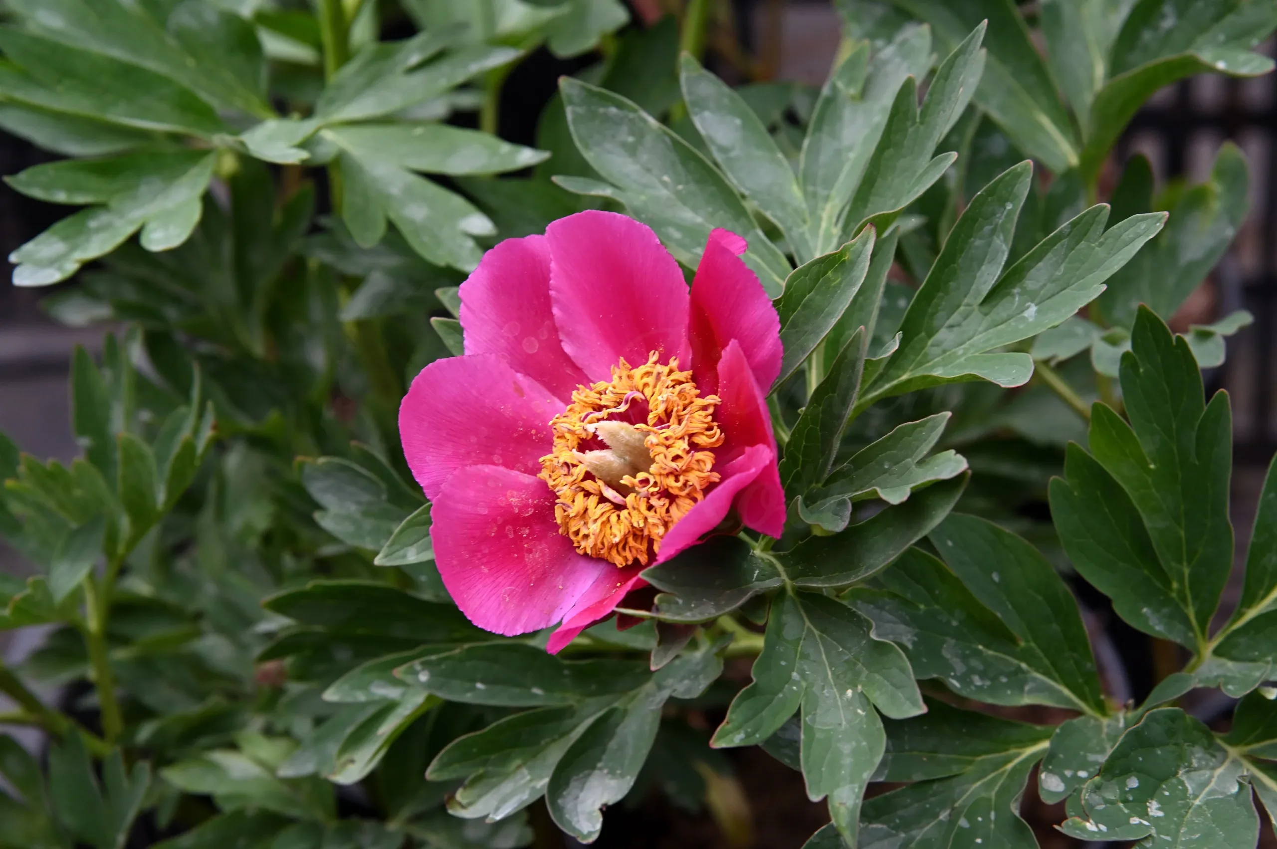 Baby Whisper - Image 4