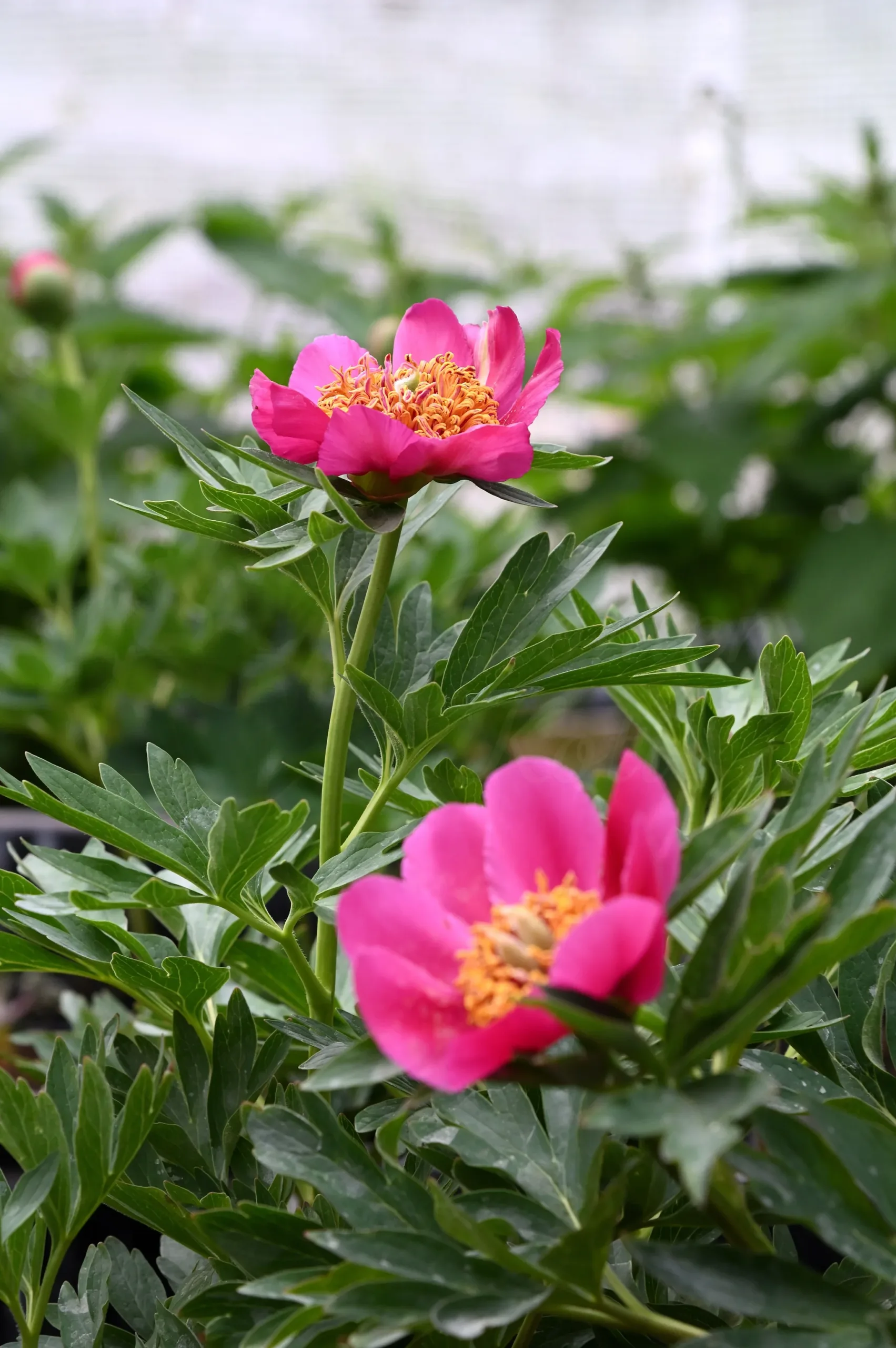 Baby Whisper - Image 3