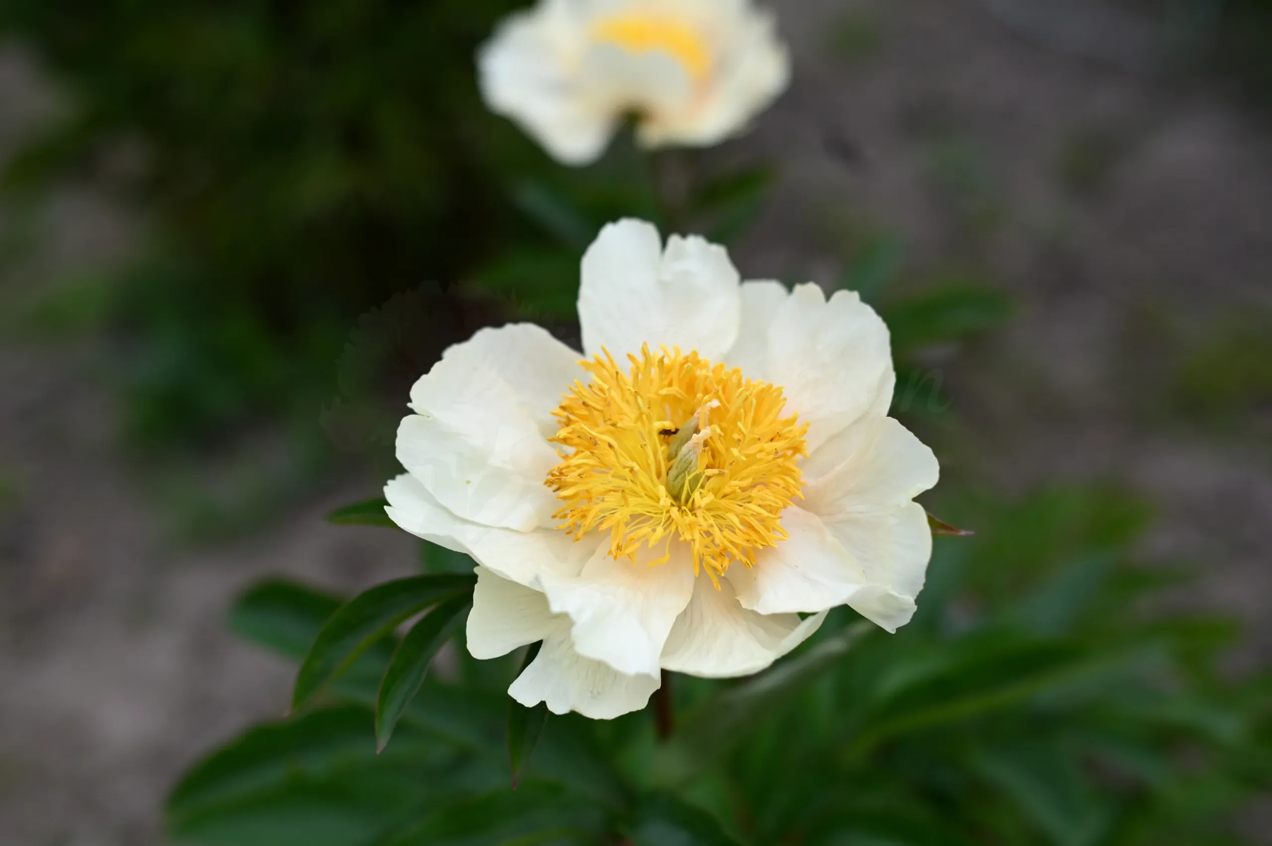 Claire de Lune - Image 10