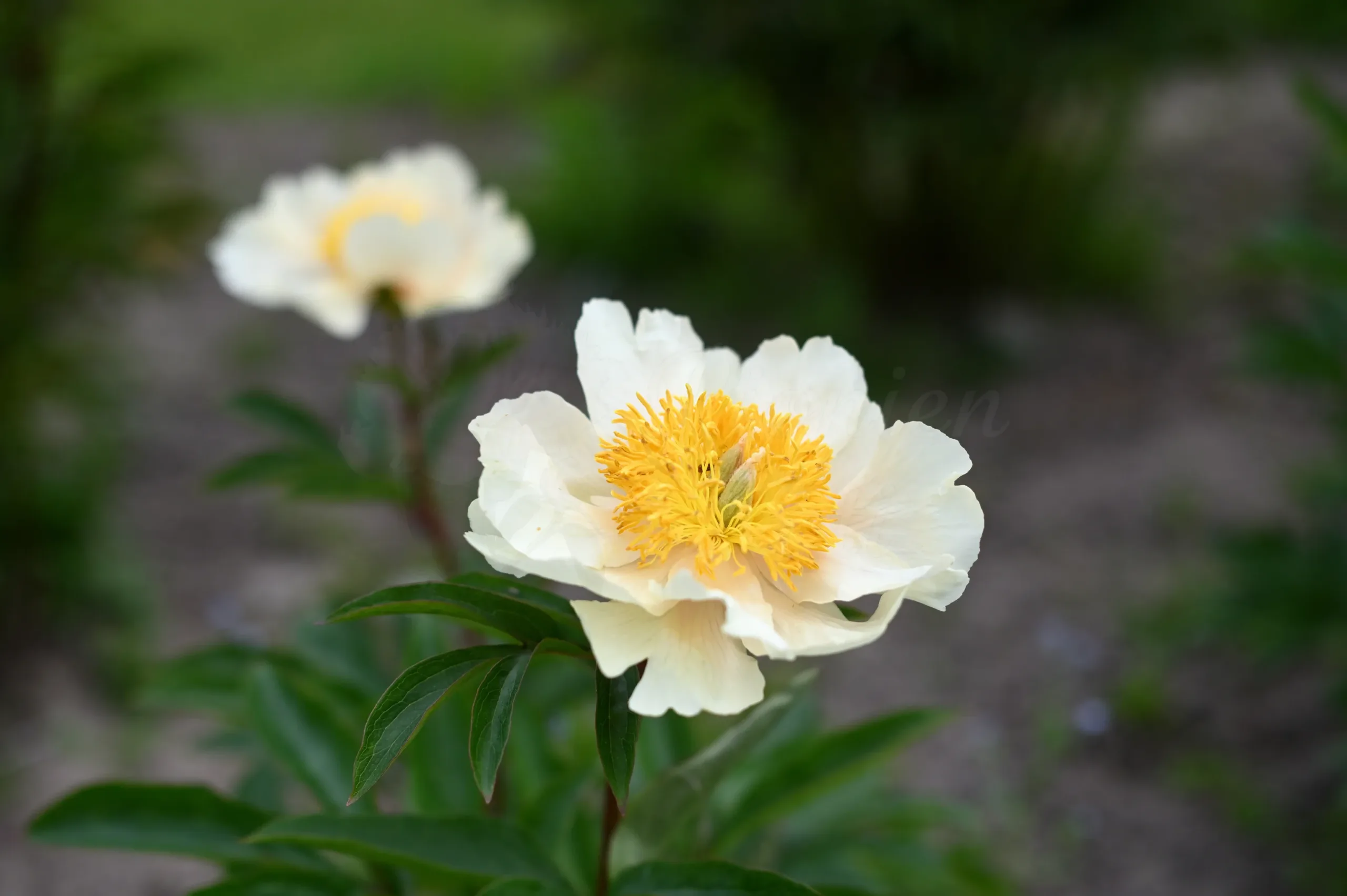 Claire de Lune - Image 9