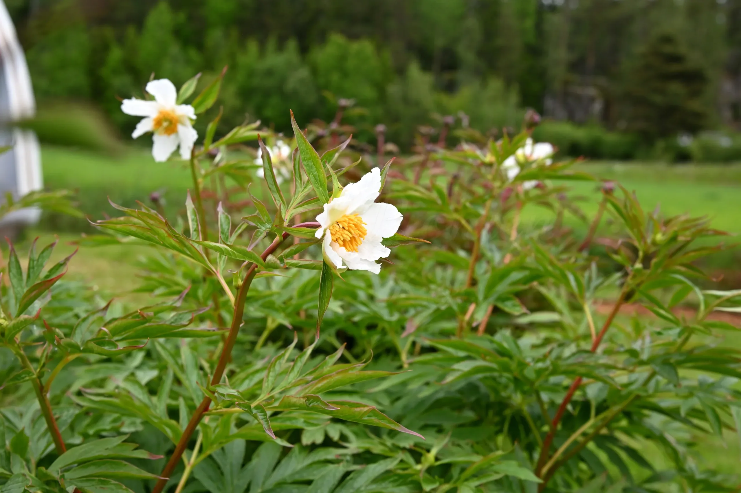 Early Windflower - Image 10