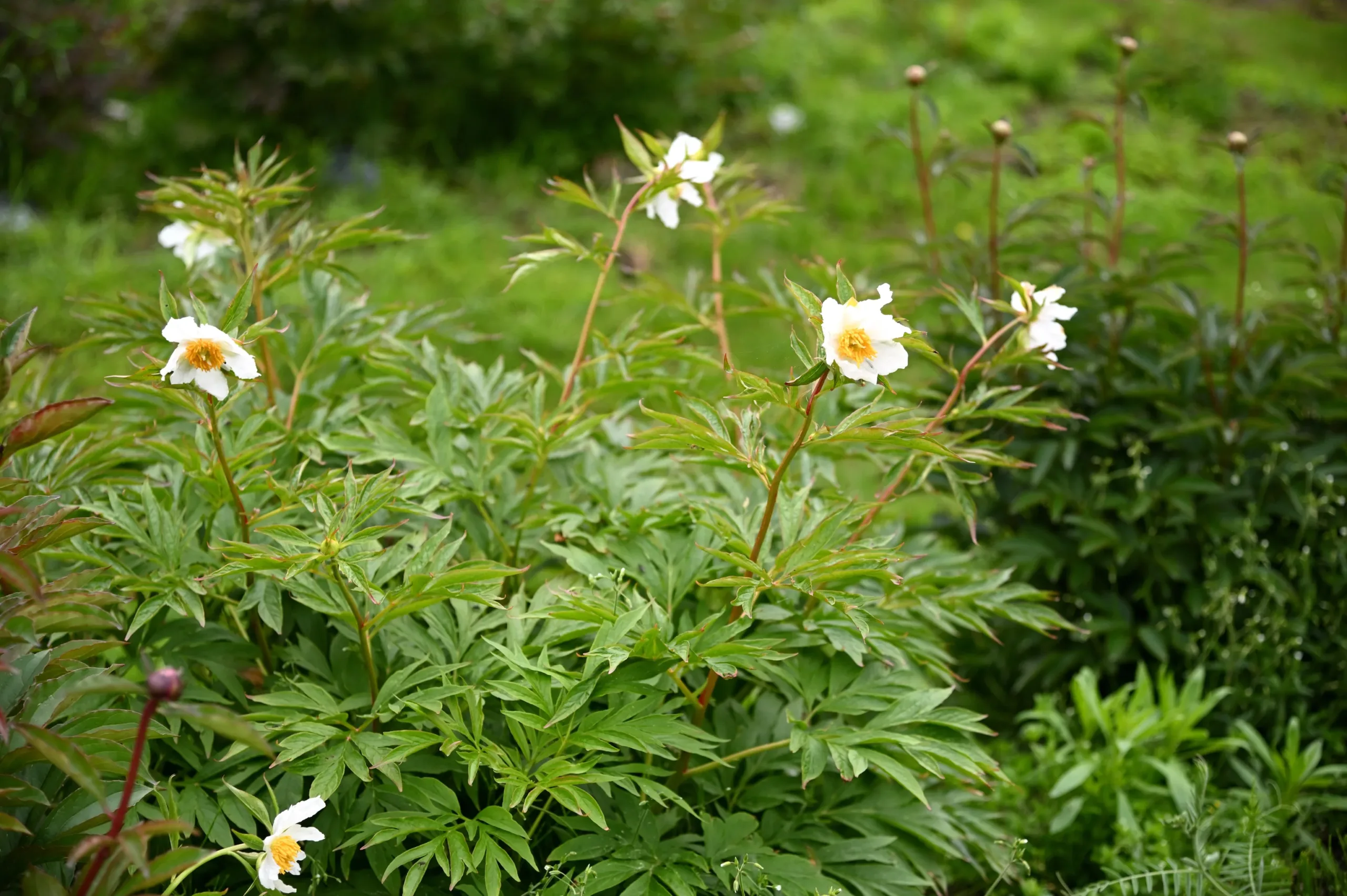 Early Windflower - Image 9