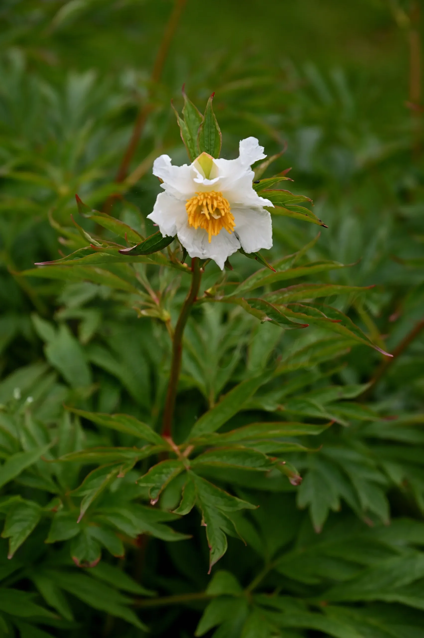 Early Windflower - Image 7