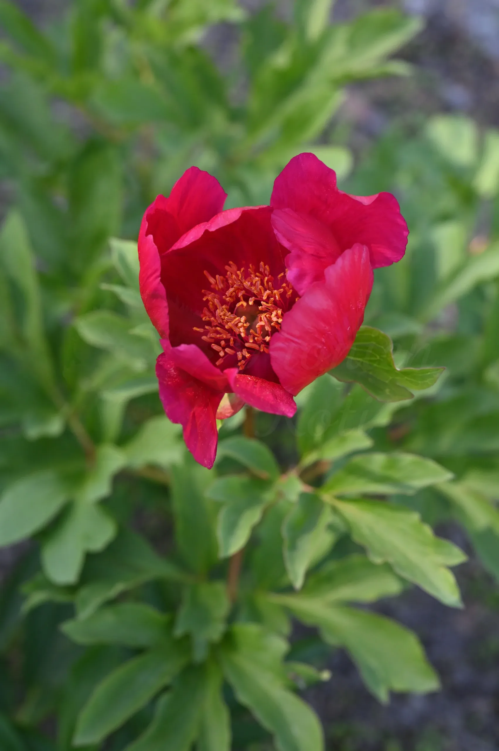 J.C. Weguelin - Image 5