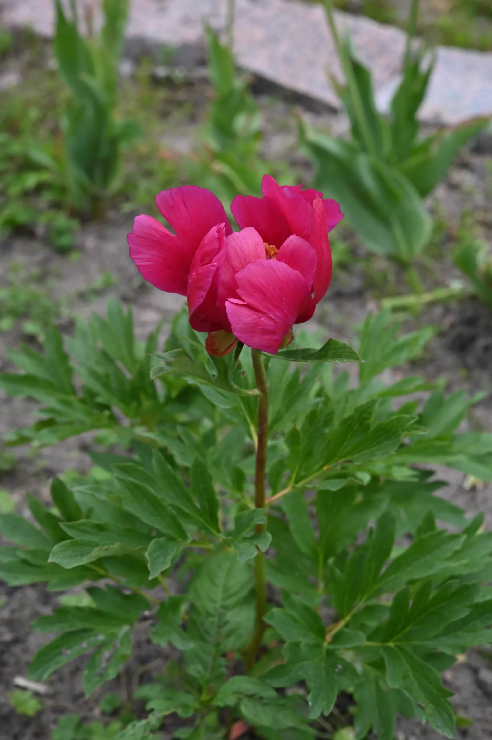 J.C. Weguelin - Image 4