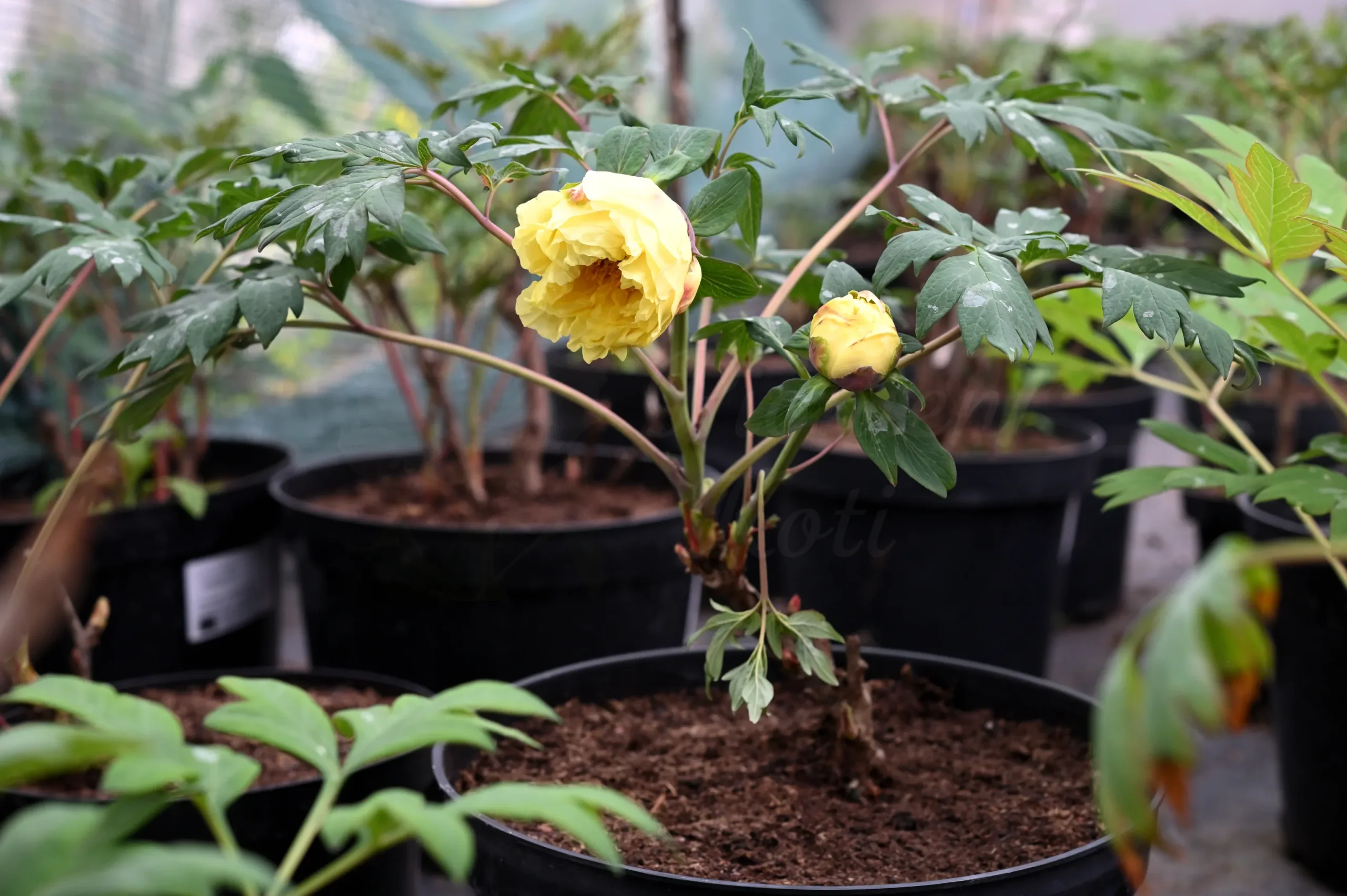 Kinko (Alice Harding) - Image 5