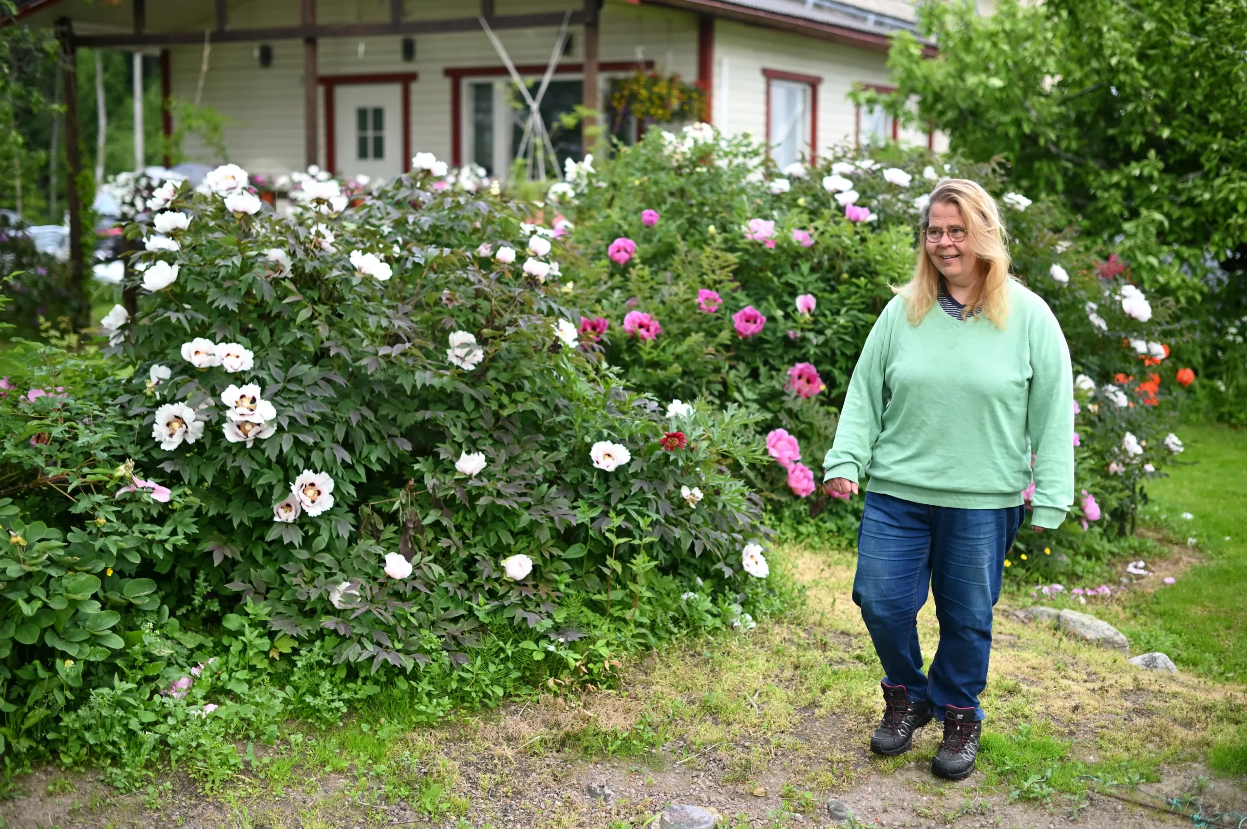 P. rockii (tuntematon lajike) - Image 2