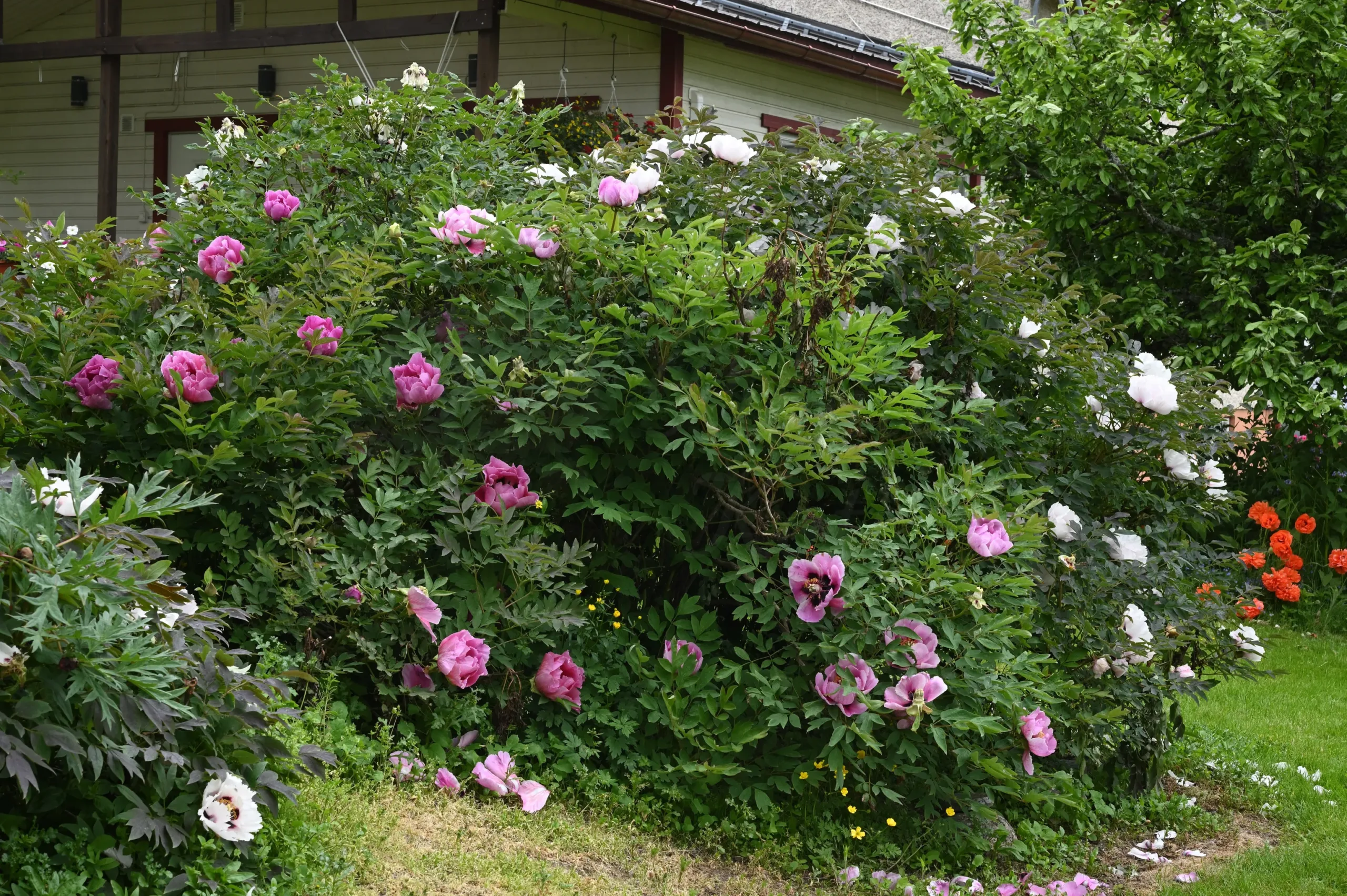 P. rockii (tuntematon lajike)