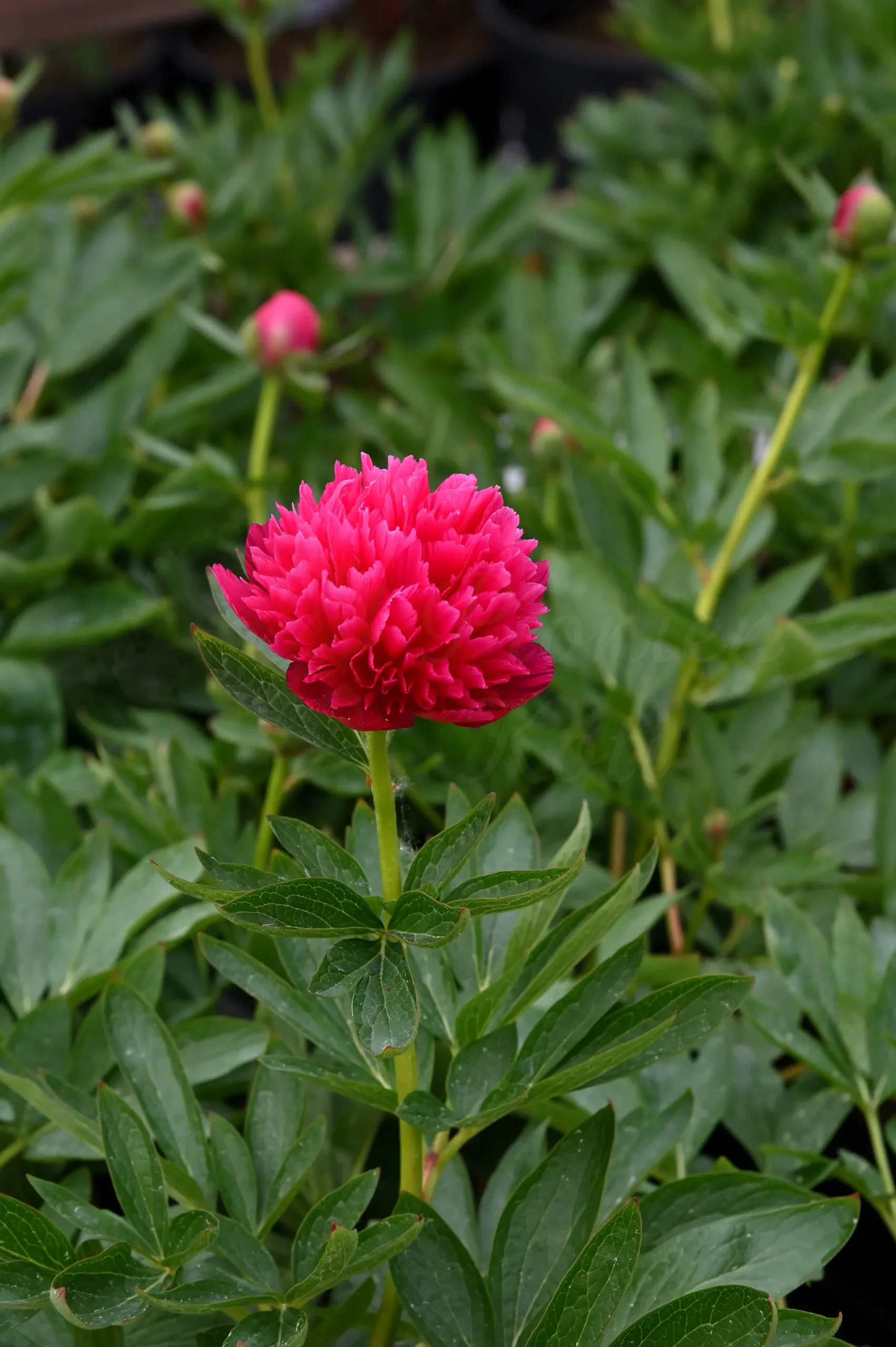 Rosea plena - Image 10