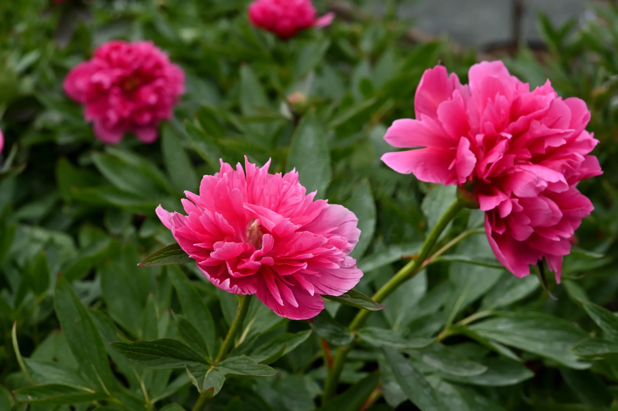 Rosea plena - Image 9