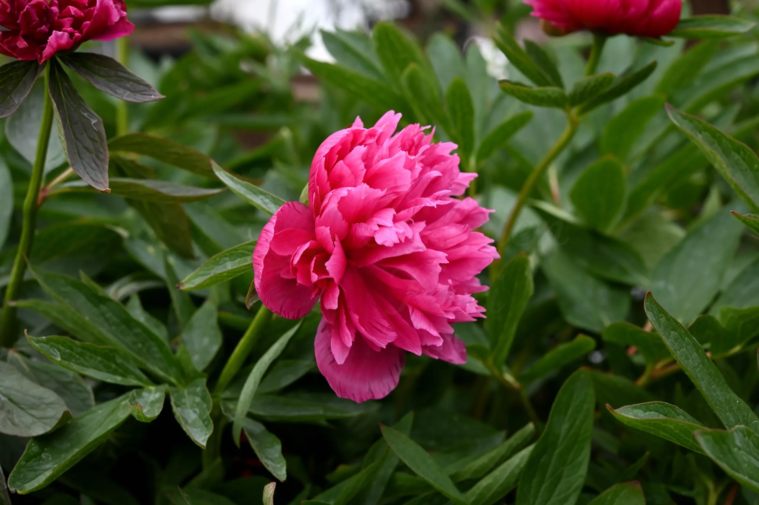 Rosea plena - Image 8