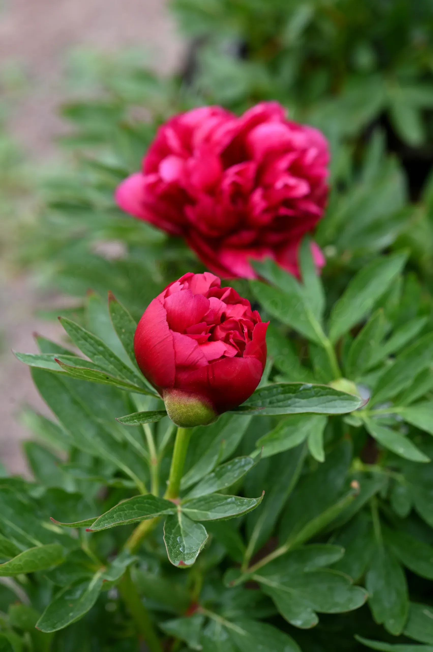 Rubra plena - Image 2