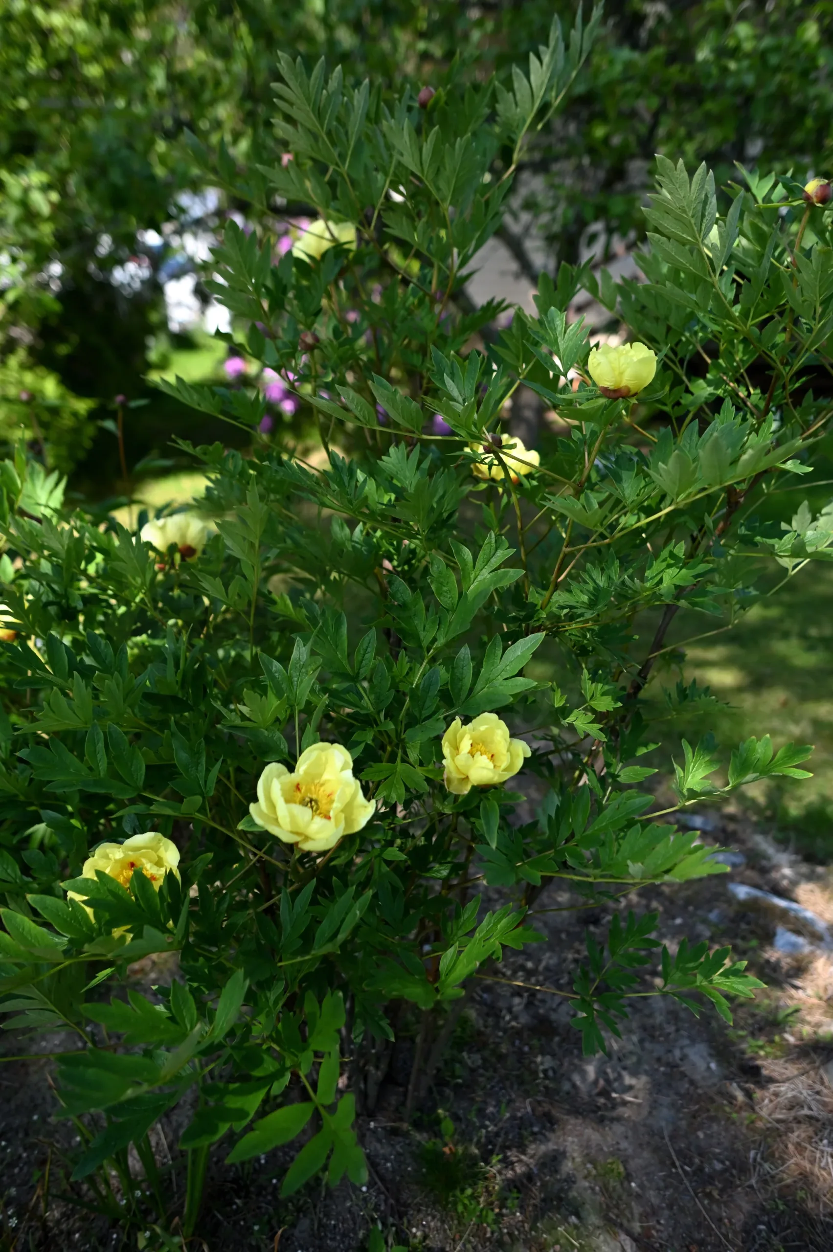 Souvenir de Lothar Parlasca