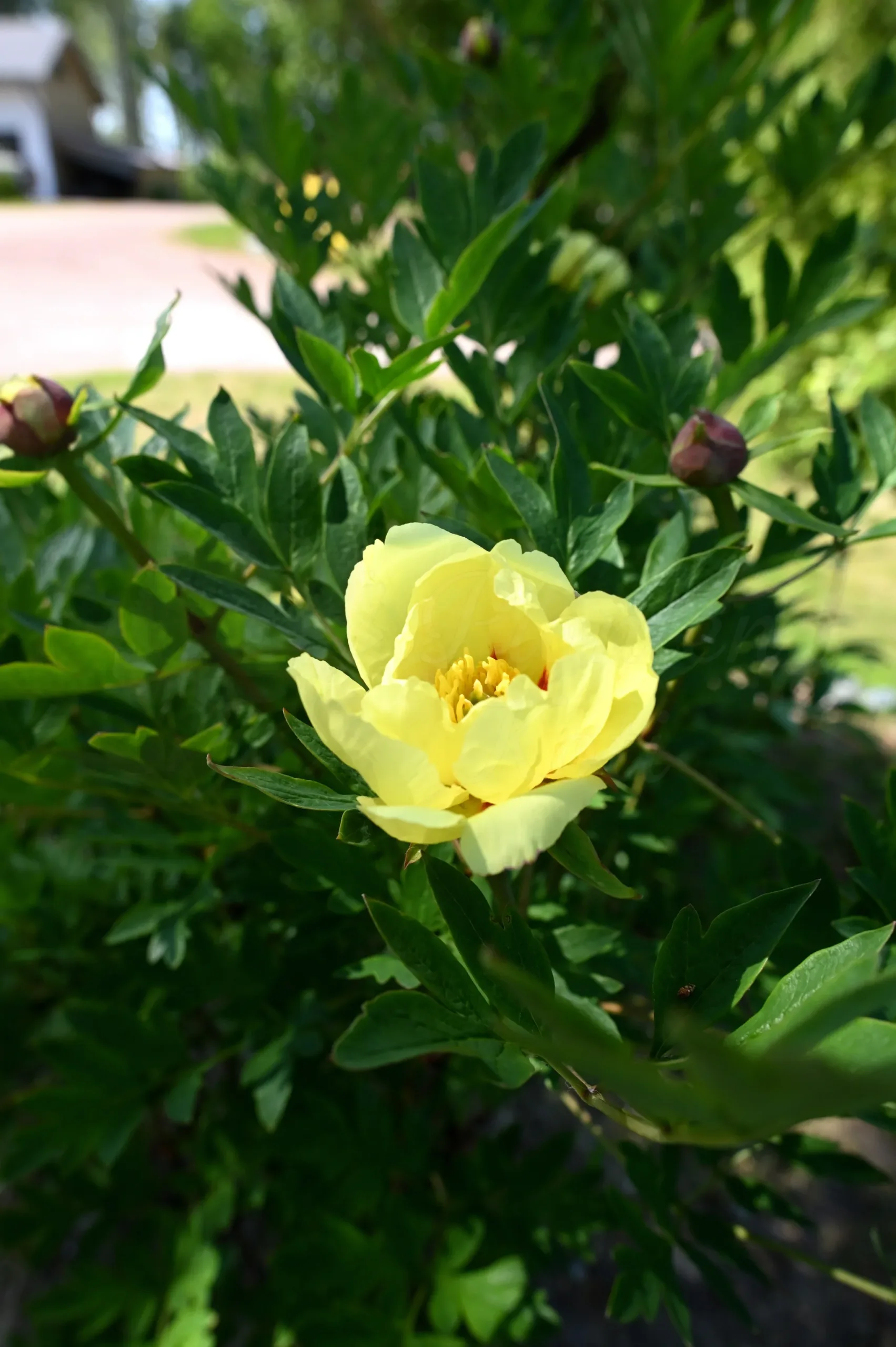 Souvenir de Lothar Parlasca - Image 11