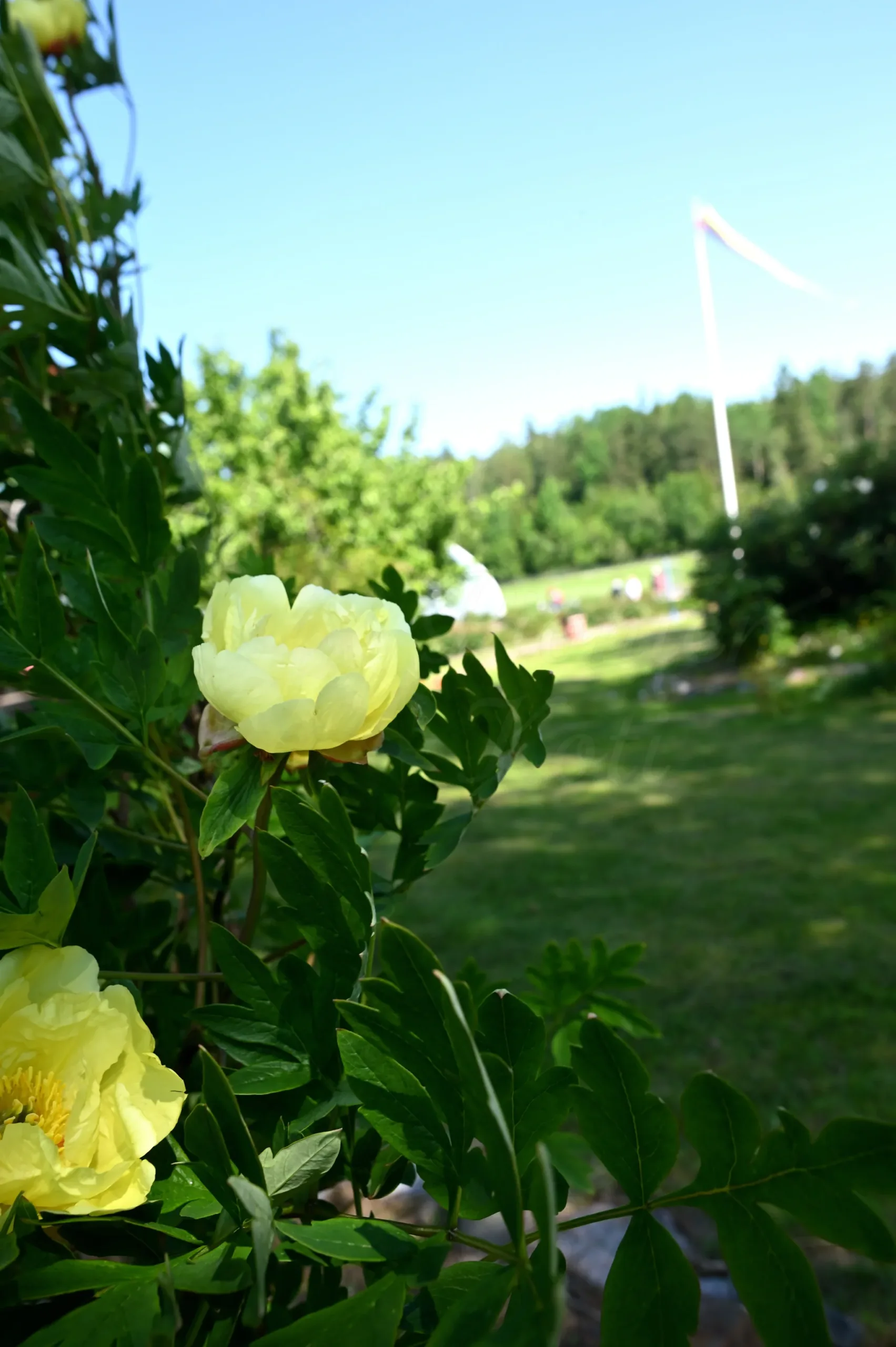 Souvenir de Lothar Parlasca - Image 12
