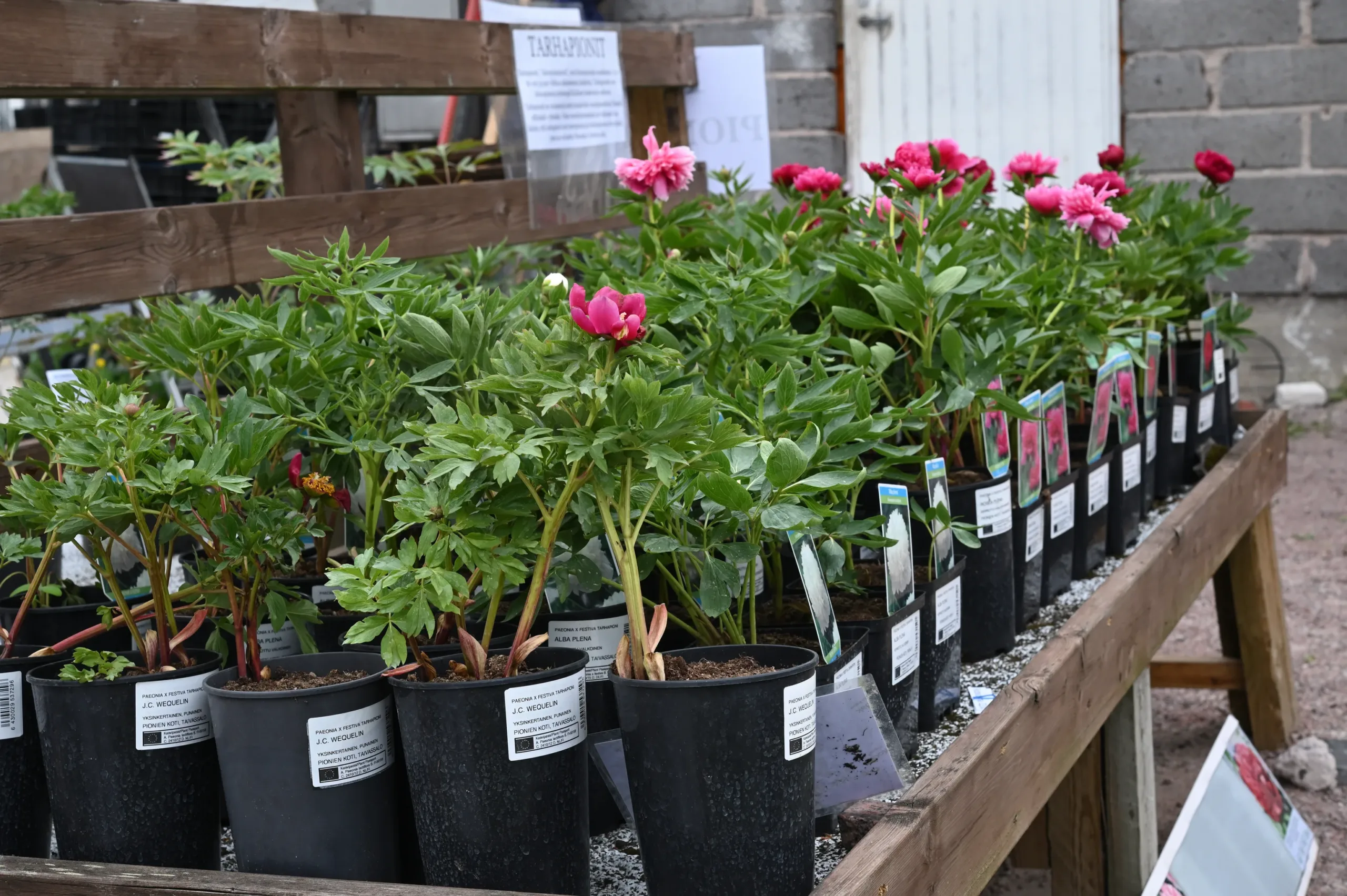 J.C. Weguelin - Image 3