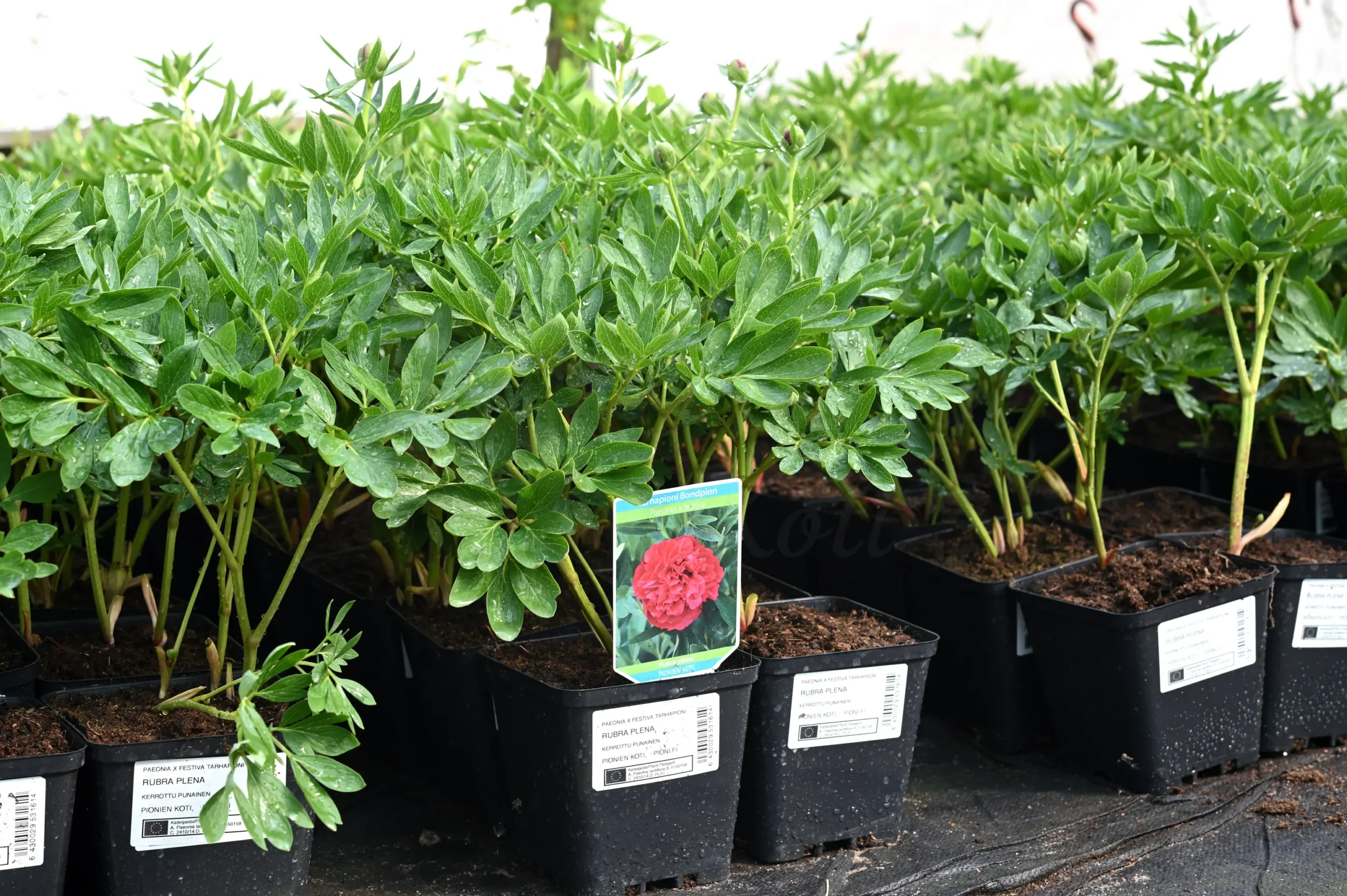 Rubra plena - Image 4