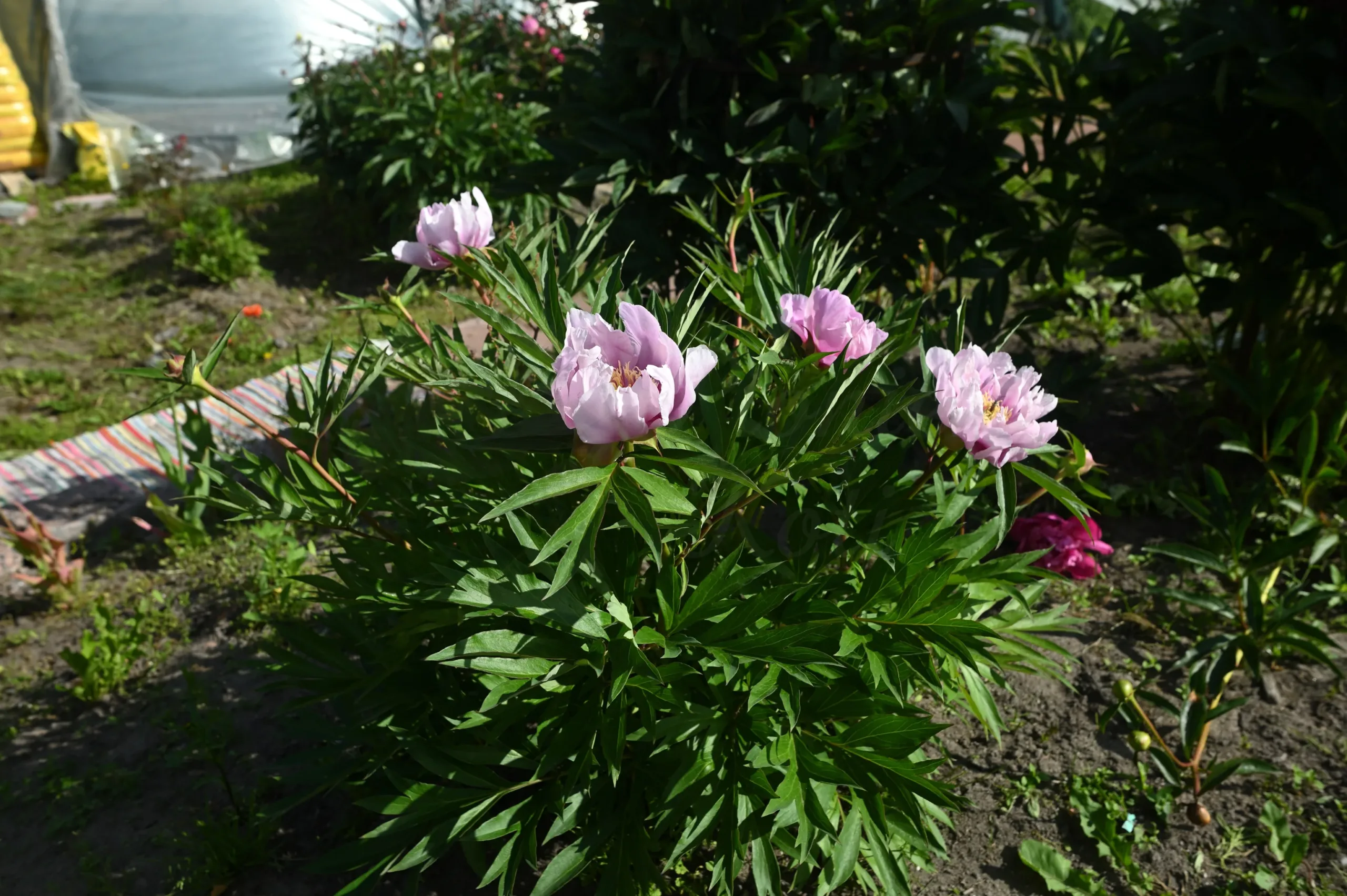 Ballarena de Saval - Image 6