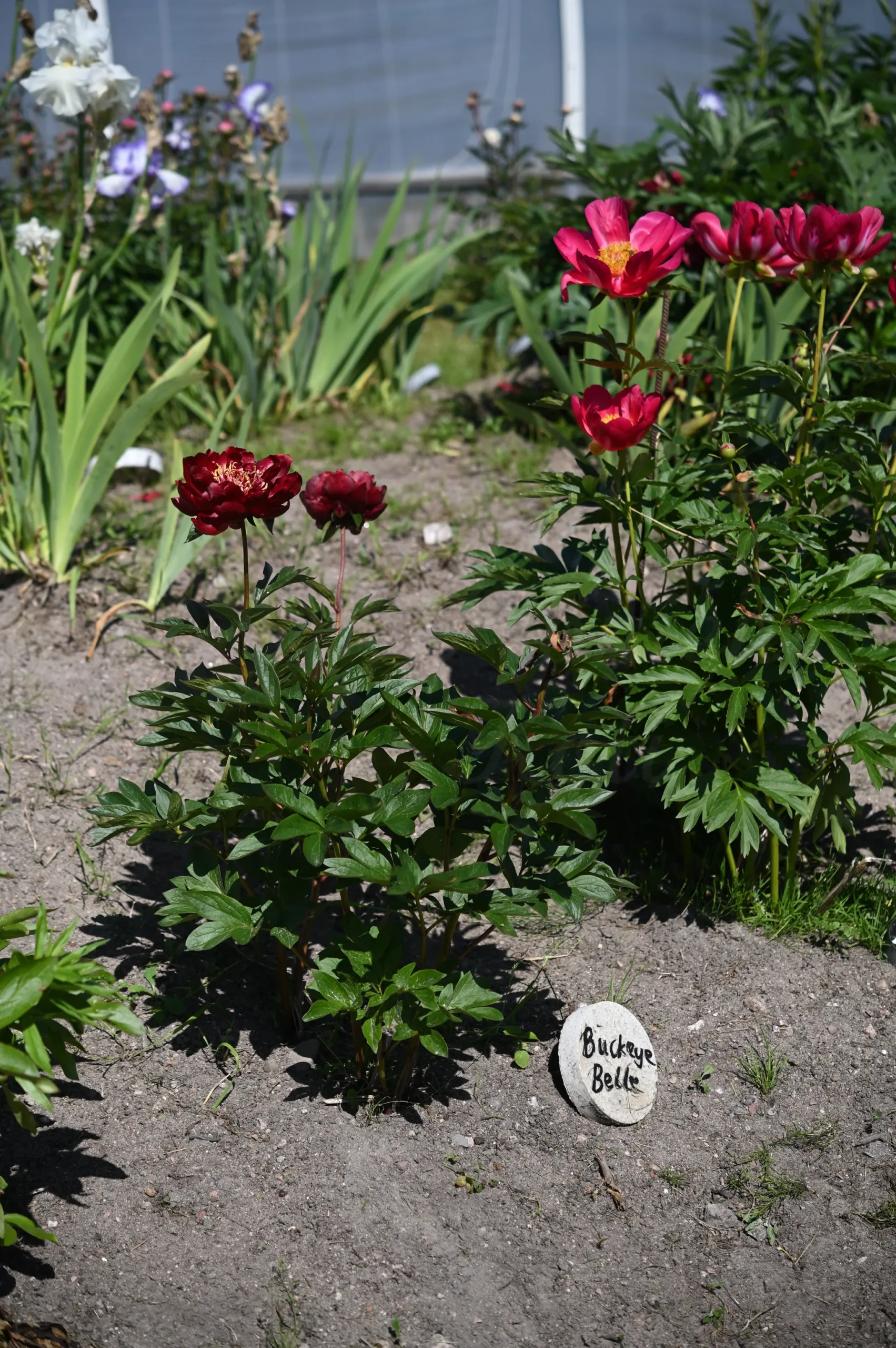 Buckeye Belle - Image 11