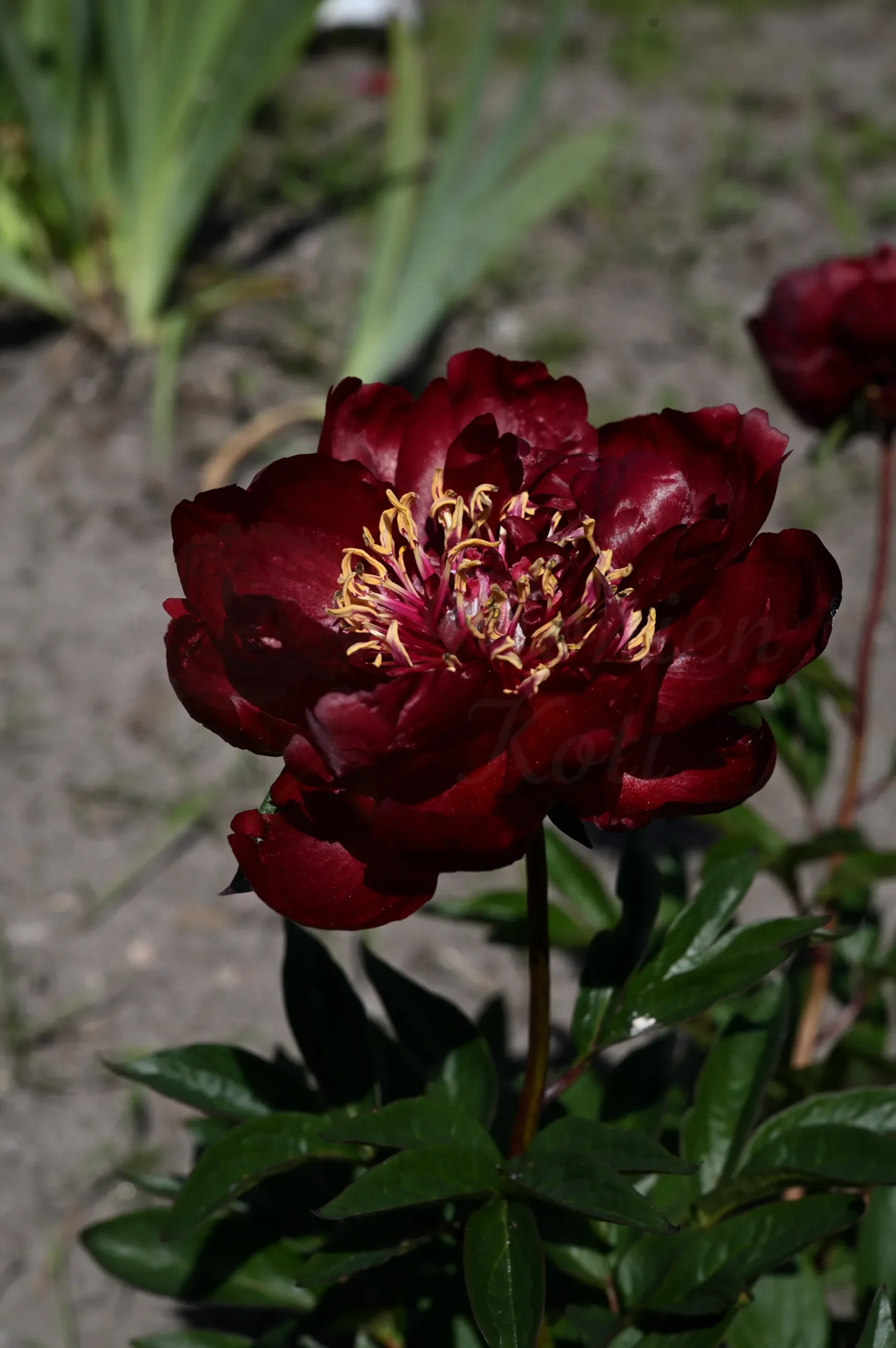 Buckeye Belle - Image 9