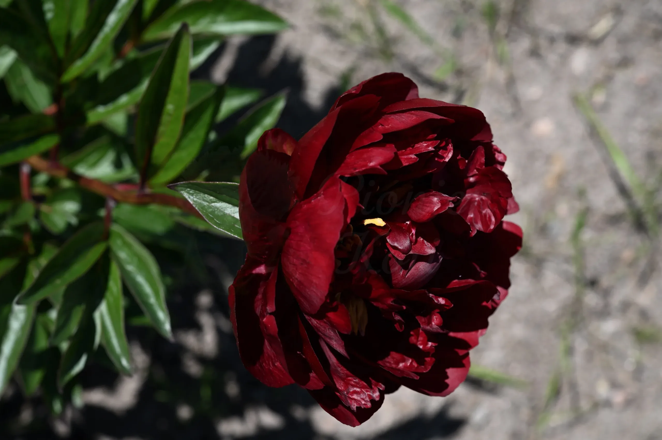 Buckeye Belle - Image 10