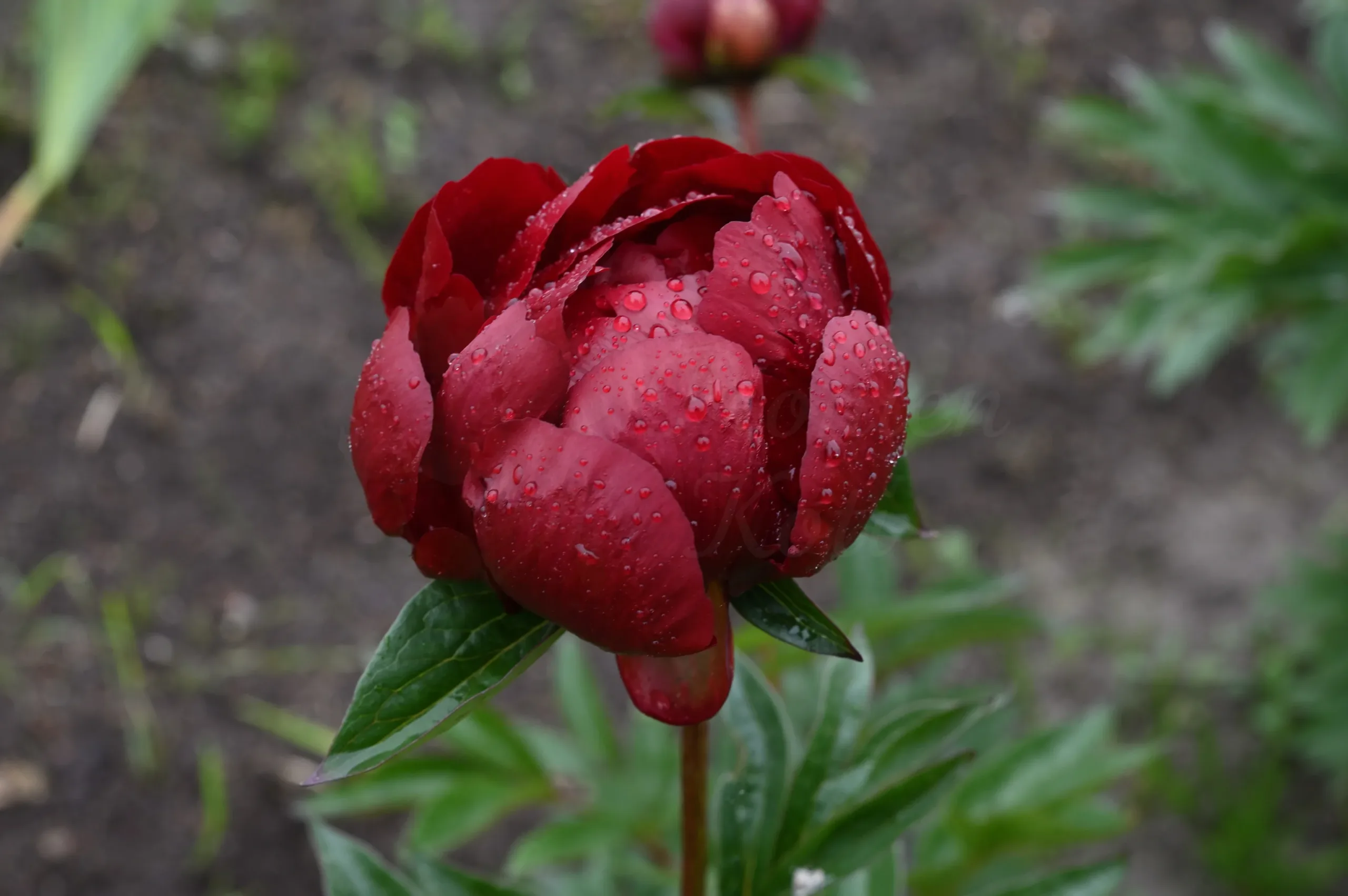 Buckeye Belle - Image 8