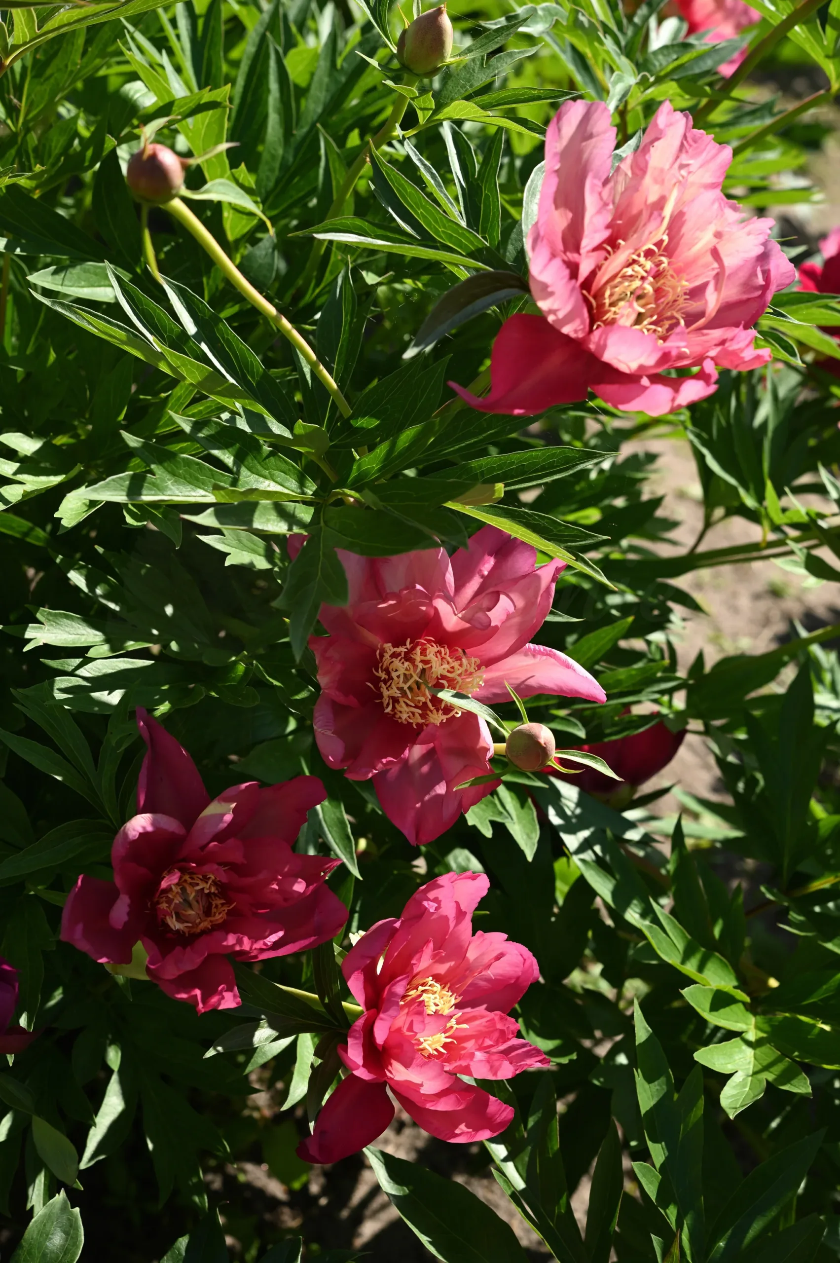 Julia Rose - Image 7