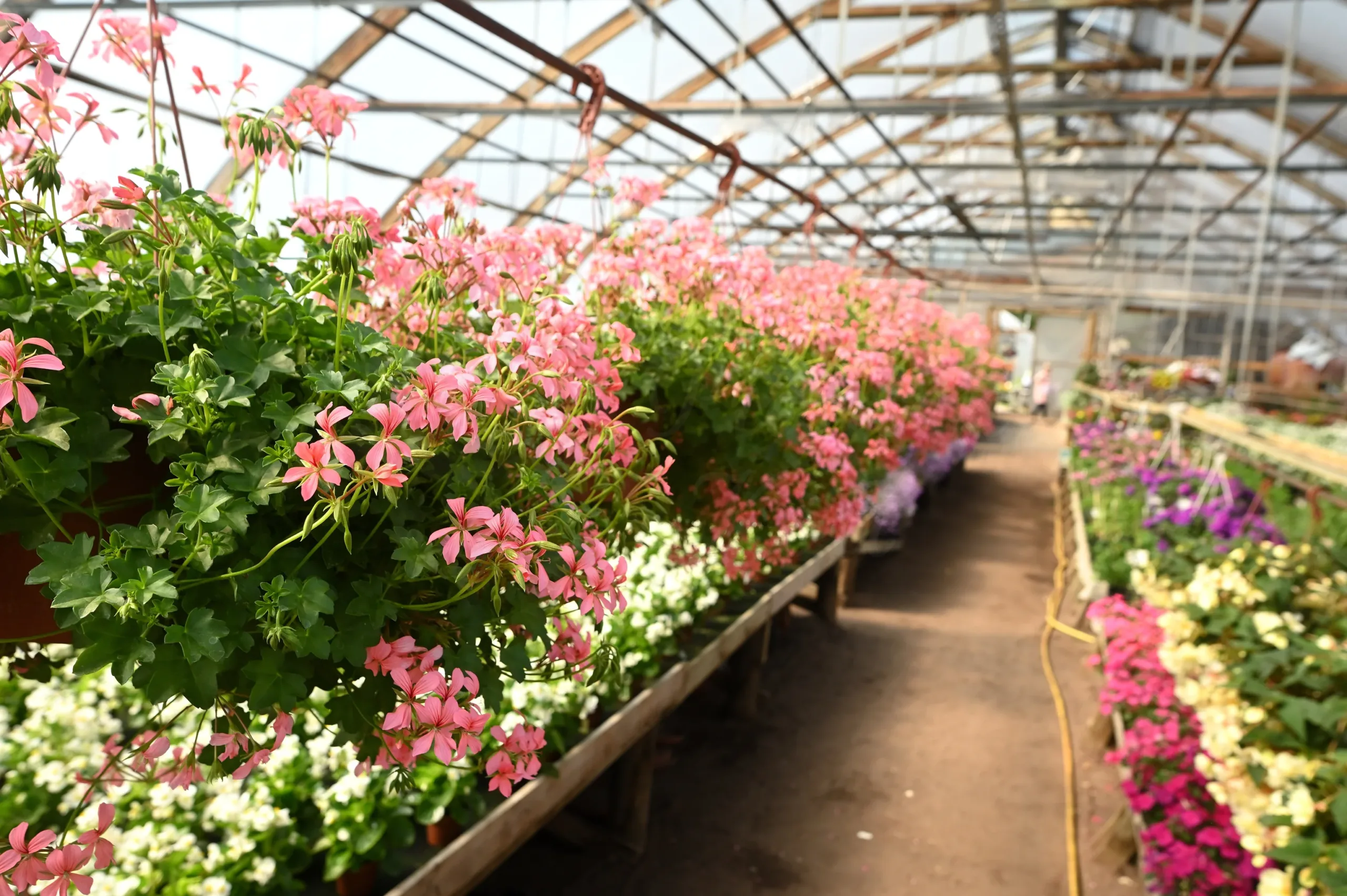 Lahjakortti Pionien Kotiin - Image 5