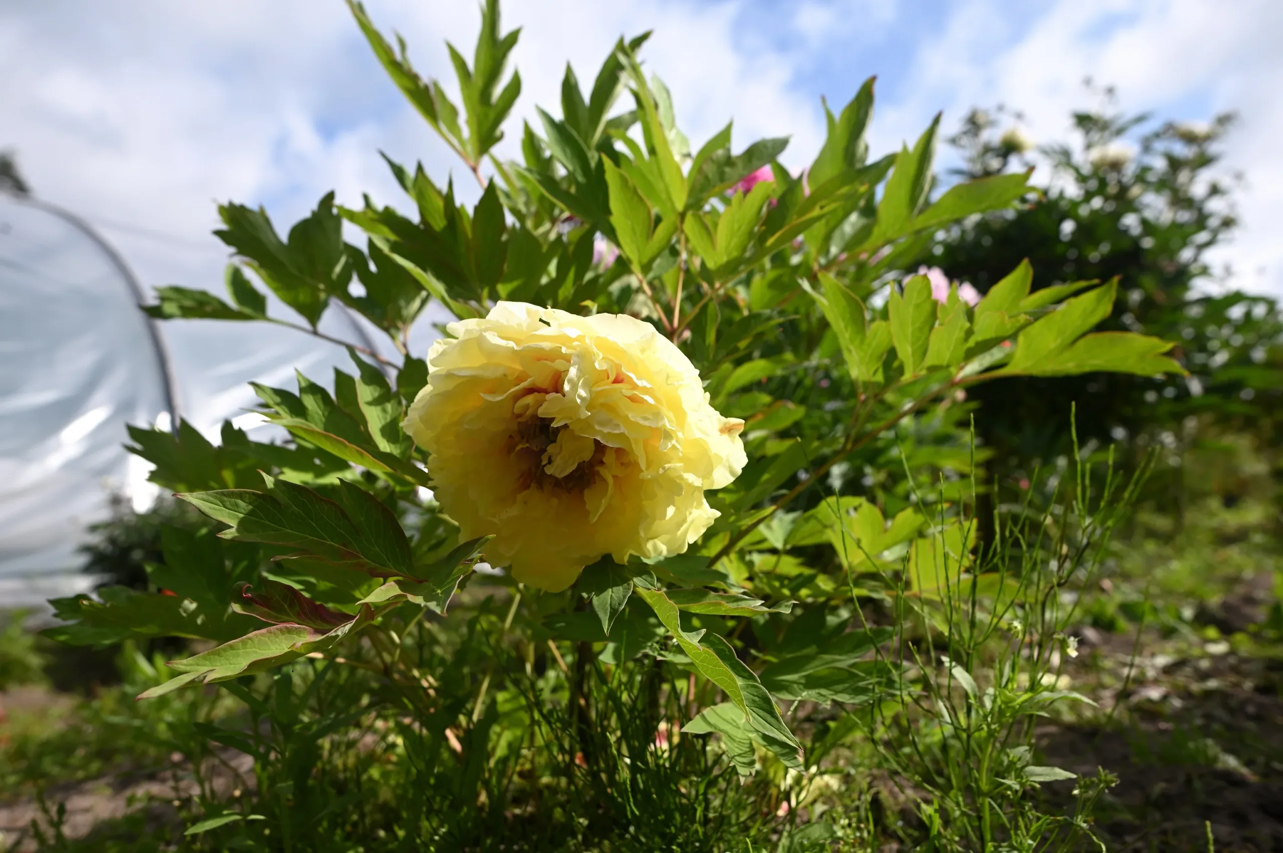 Kinko (Alice Harding) - Image 6