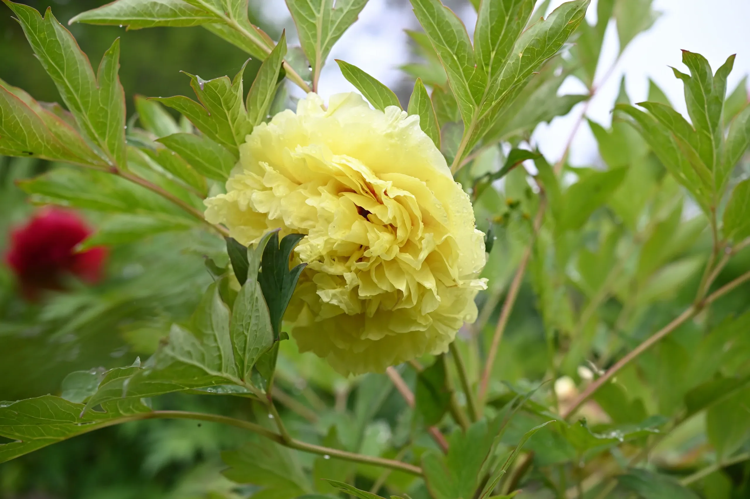 Kinko (Alice Harding)