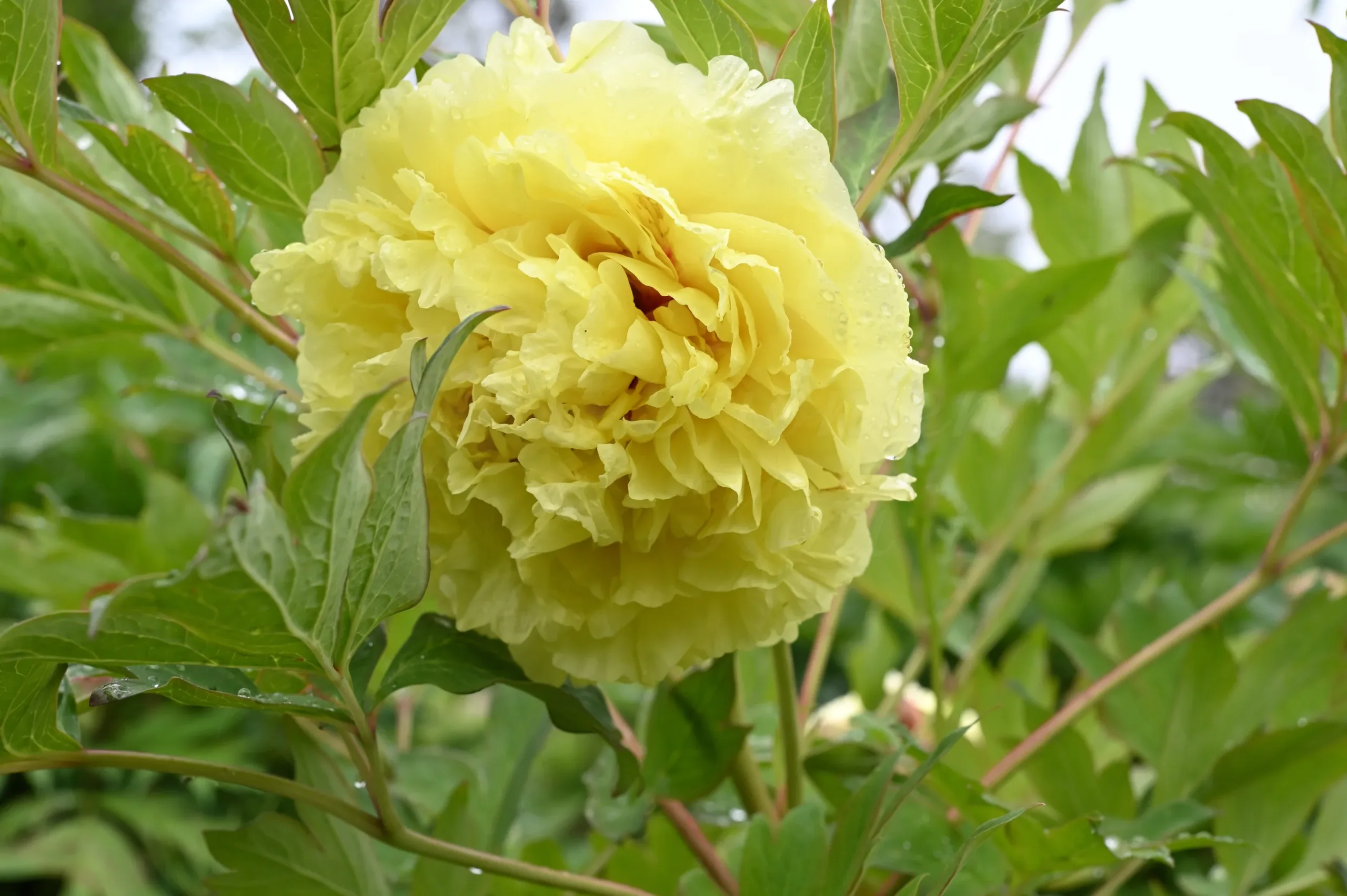 Kinko (Alice Harding) - Image 4