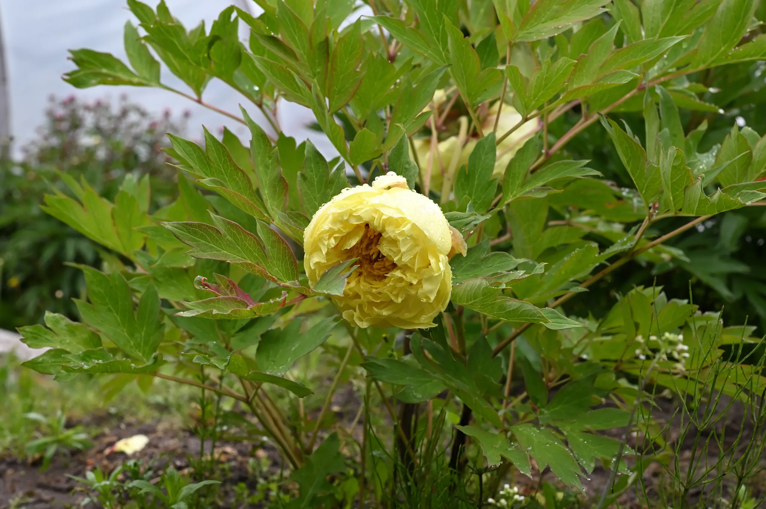 Kinko (Alice Harding) - Image 3