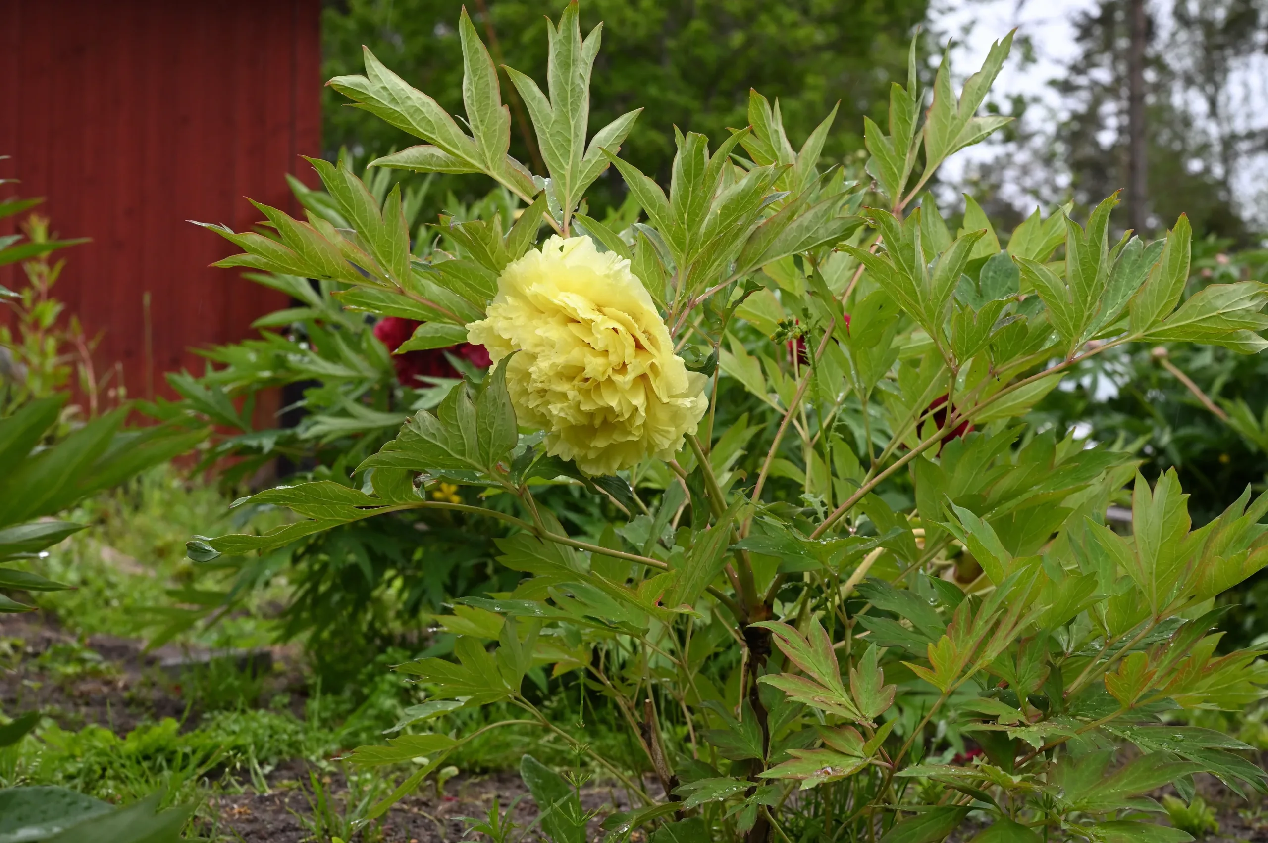 Kinko (Alice Harding) - Image 2