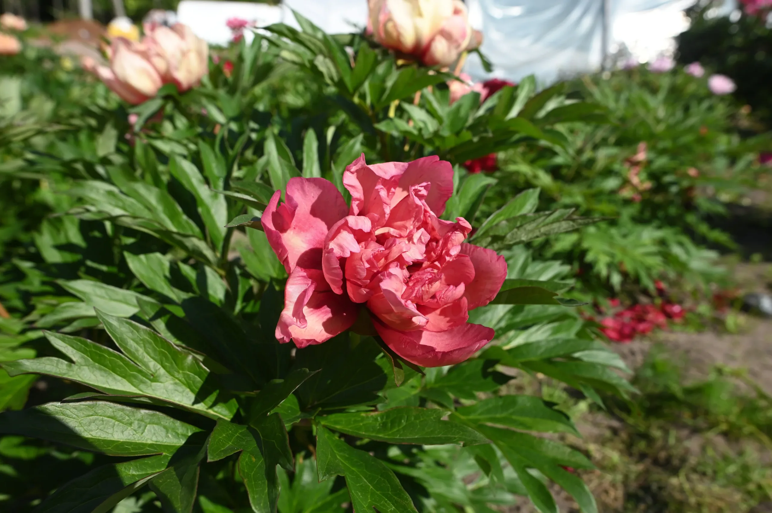 Kopper Kettle - Image 8