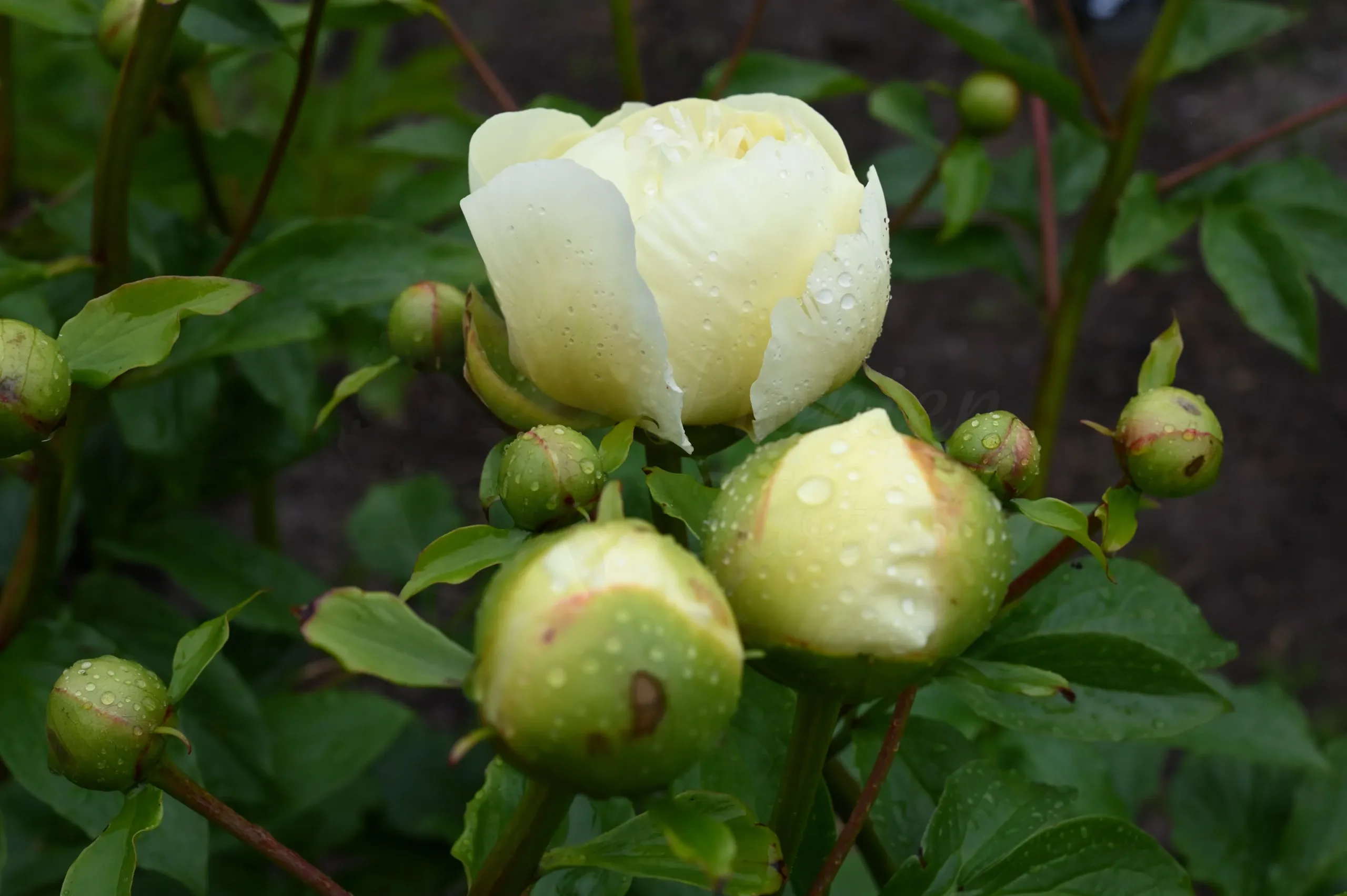 Lemon Chiffon - Image 11