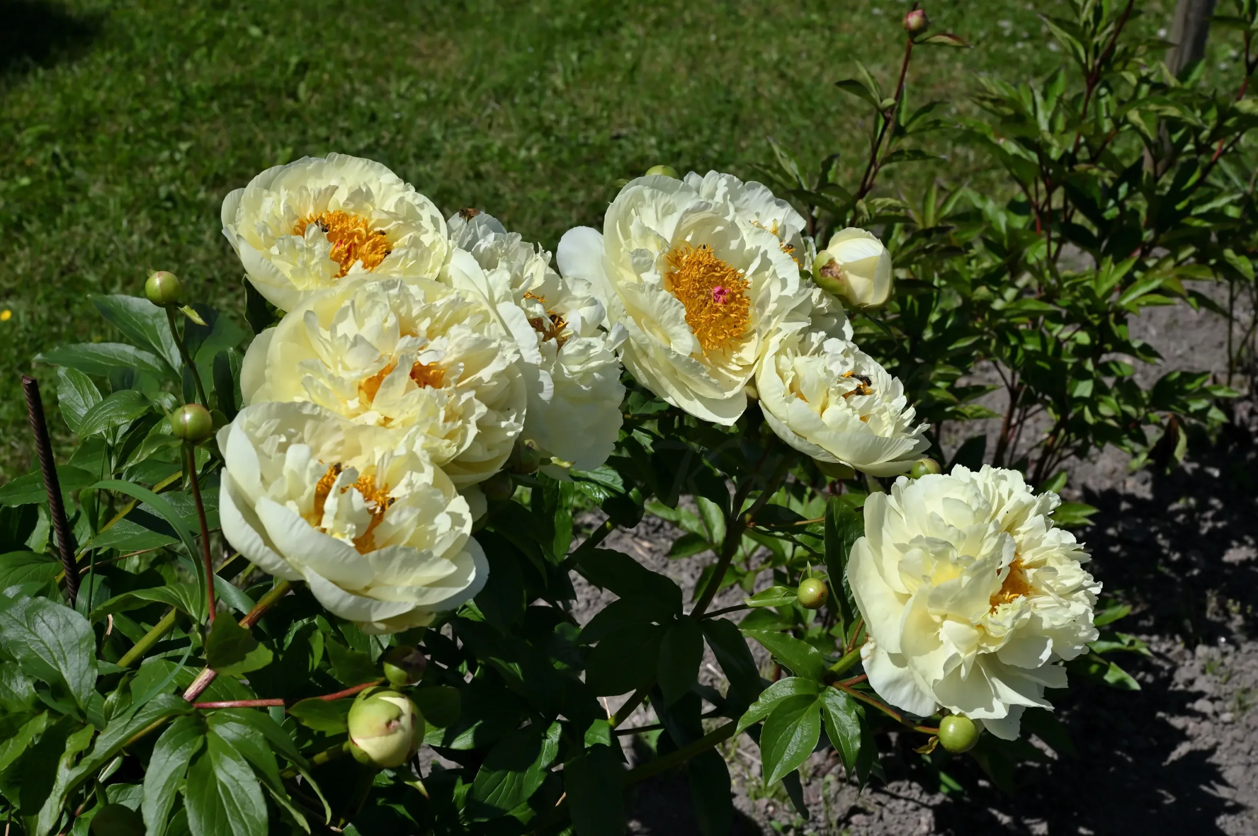 Lemon Chiffon - Image 12